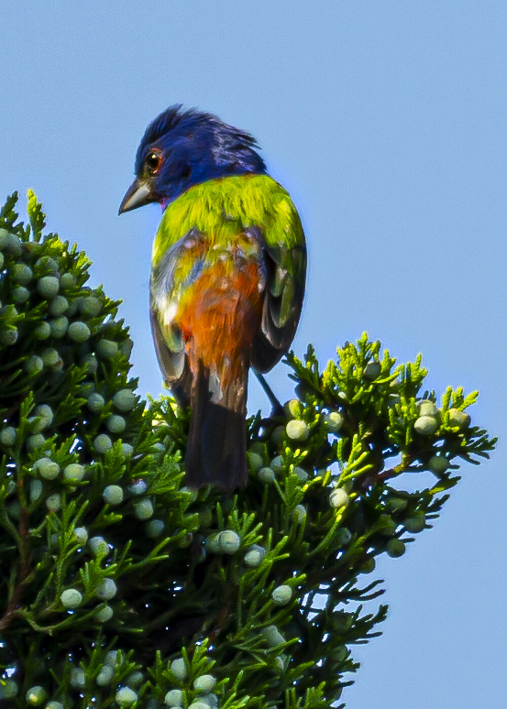 Painted Bunting from Behind