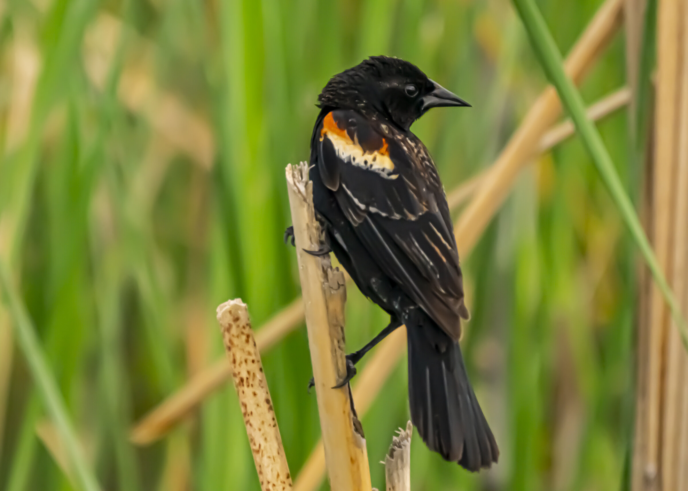 Red=Winged Blackbird Looking Right
