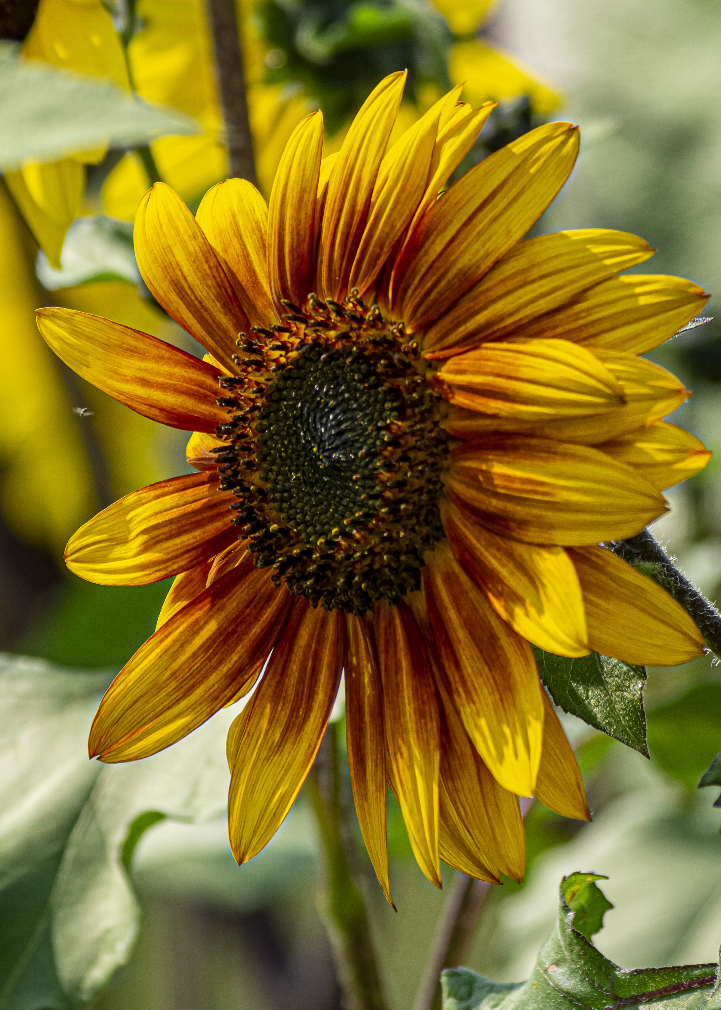 Sunflower with Tiny Bee