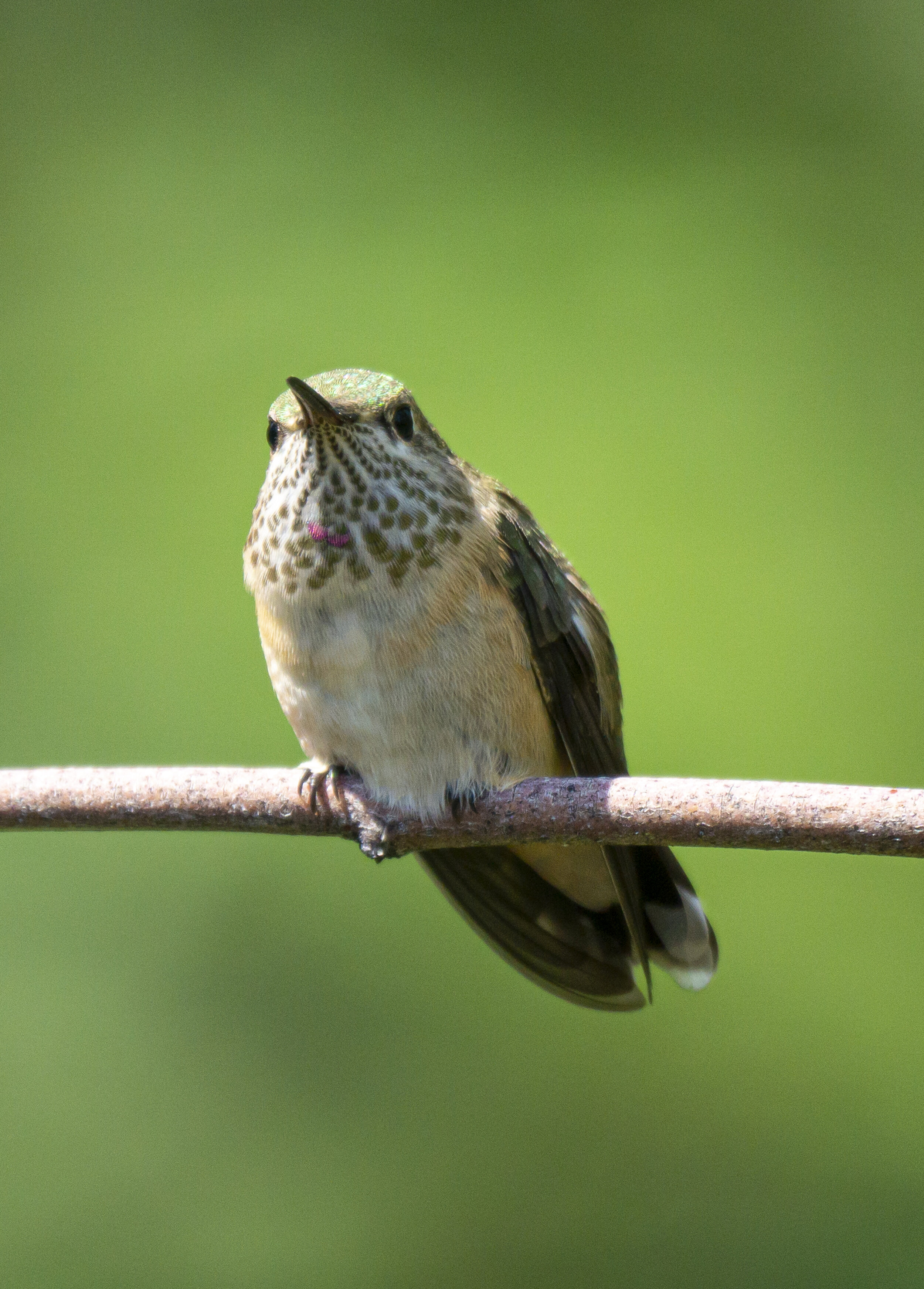 Juvenile Ruby-Throated Hummingbird