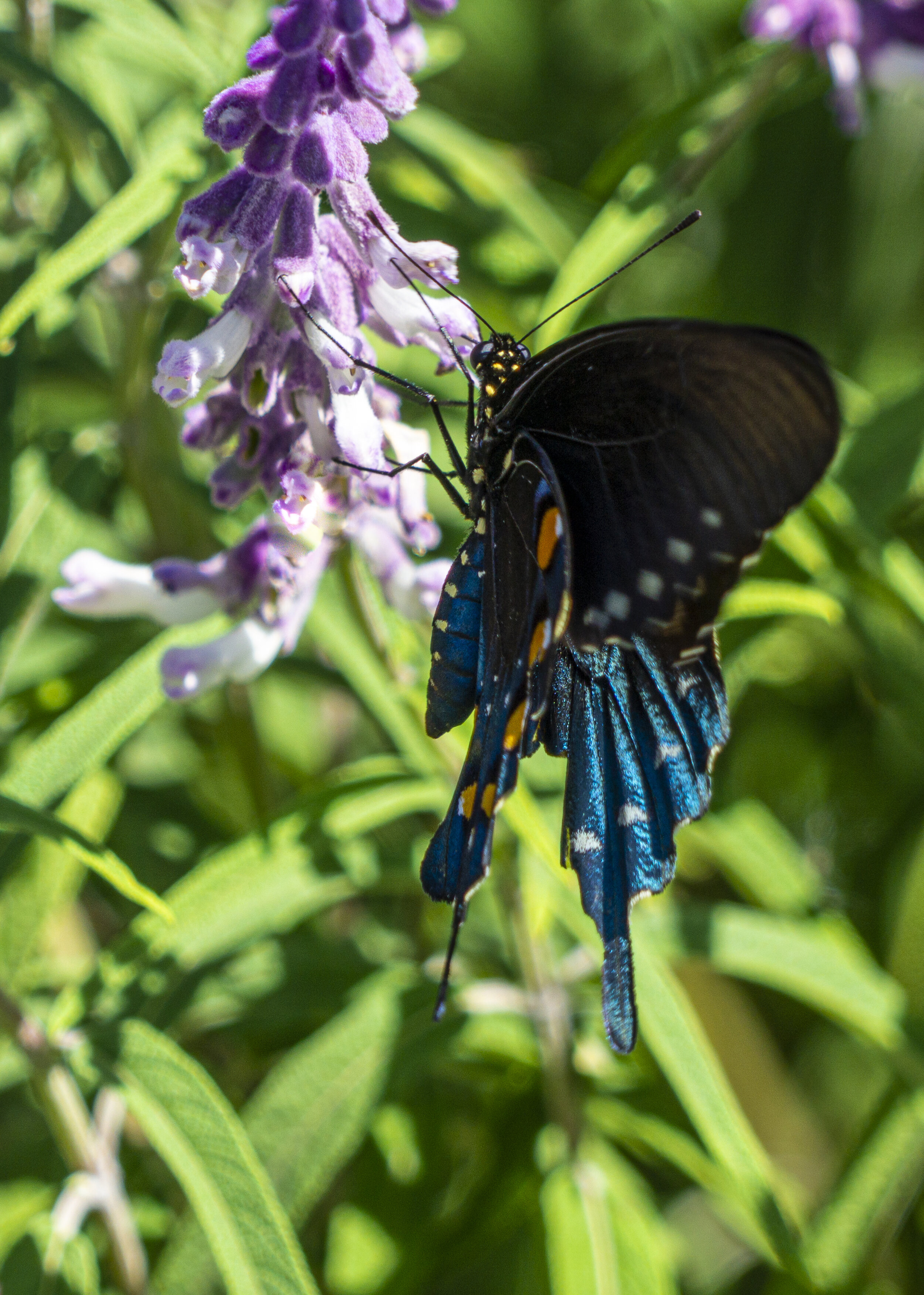 Pipevine Swallowtail Butterfly Hanging