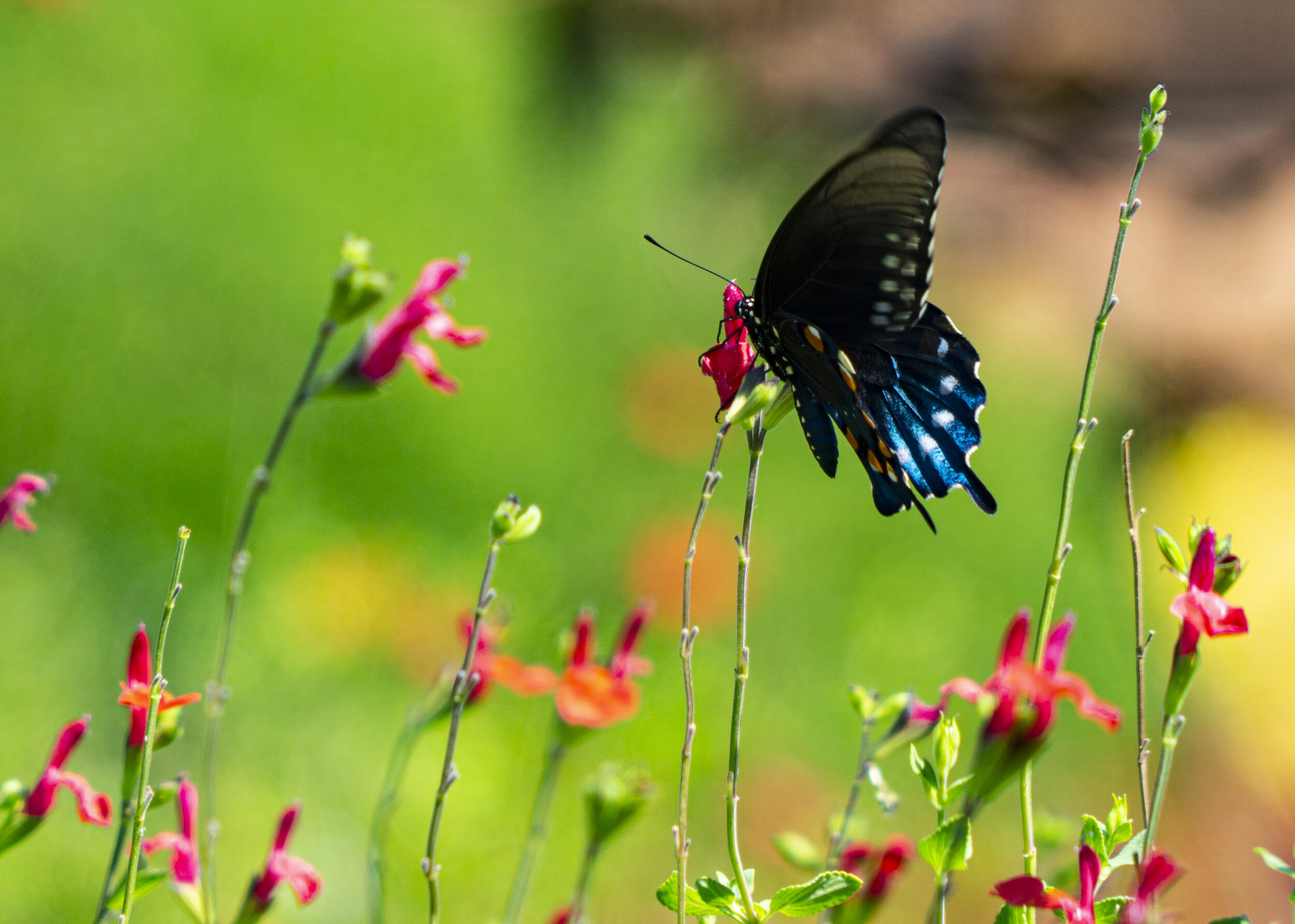 Black Swallowtail on Hot Lips Flowers
