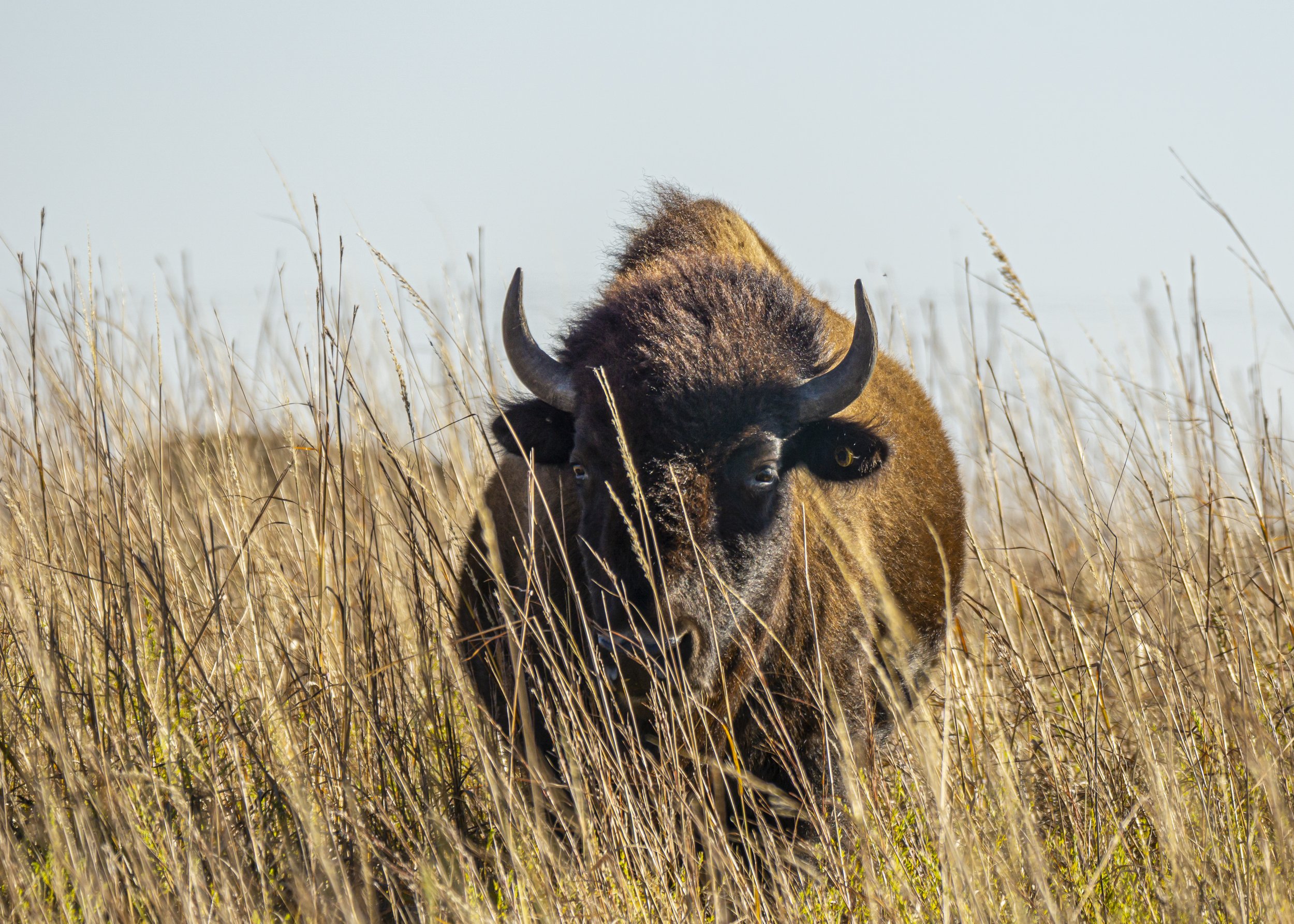 Bison in Tallgrass