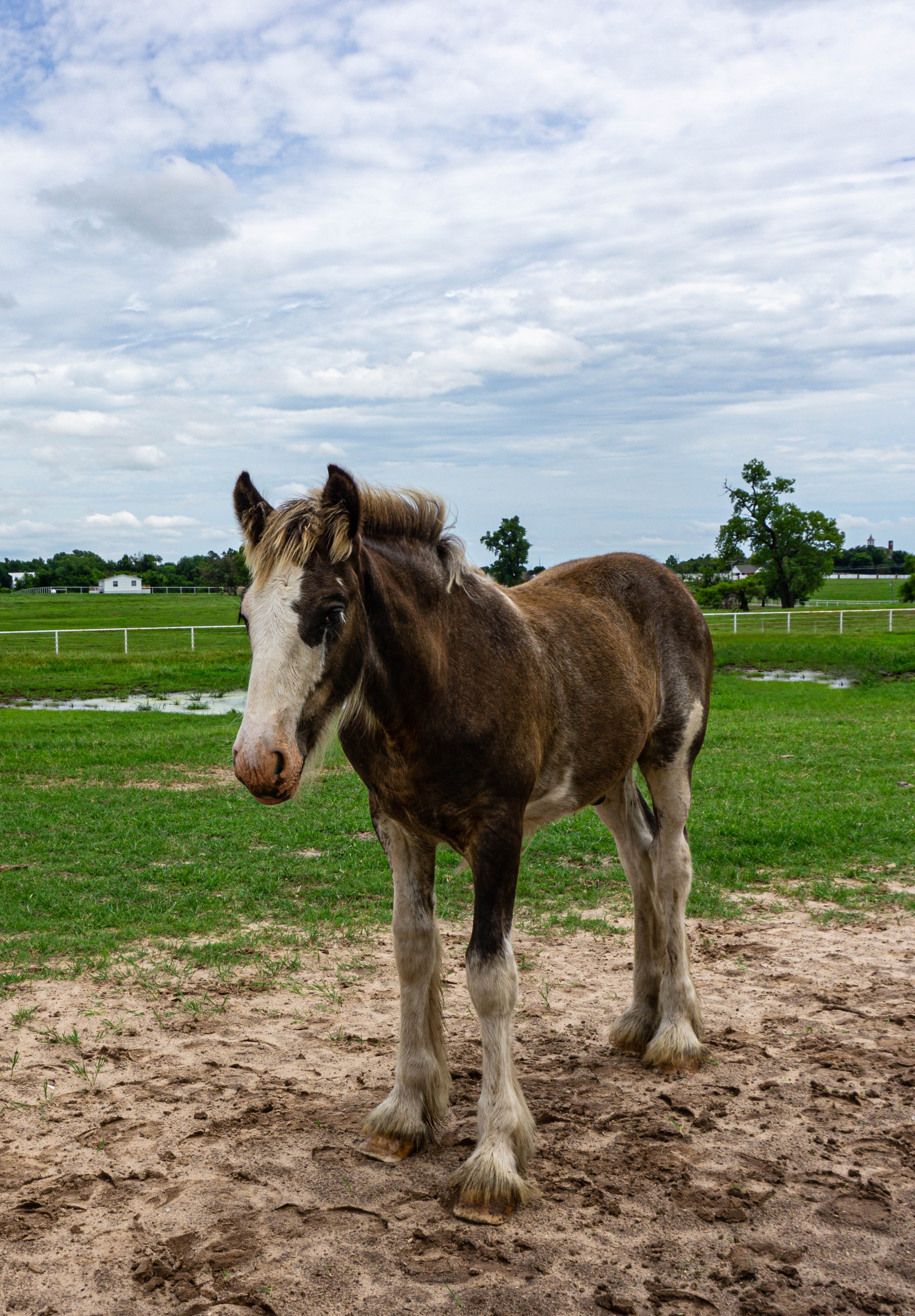 Baby Clydesdale
