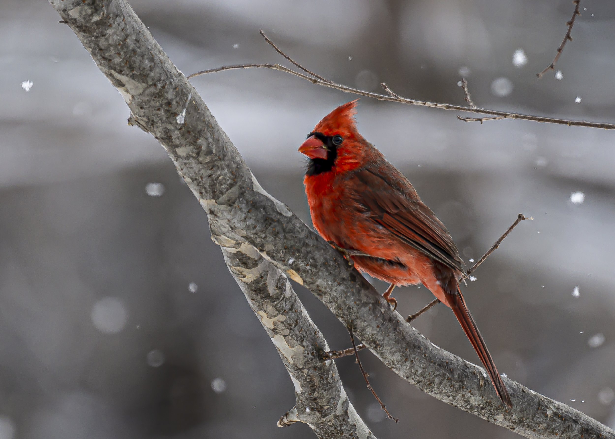 Cardinal in Snow Profile