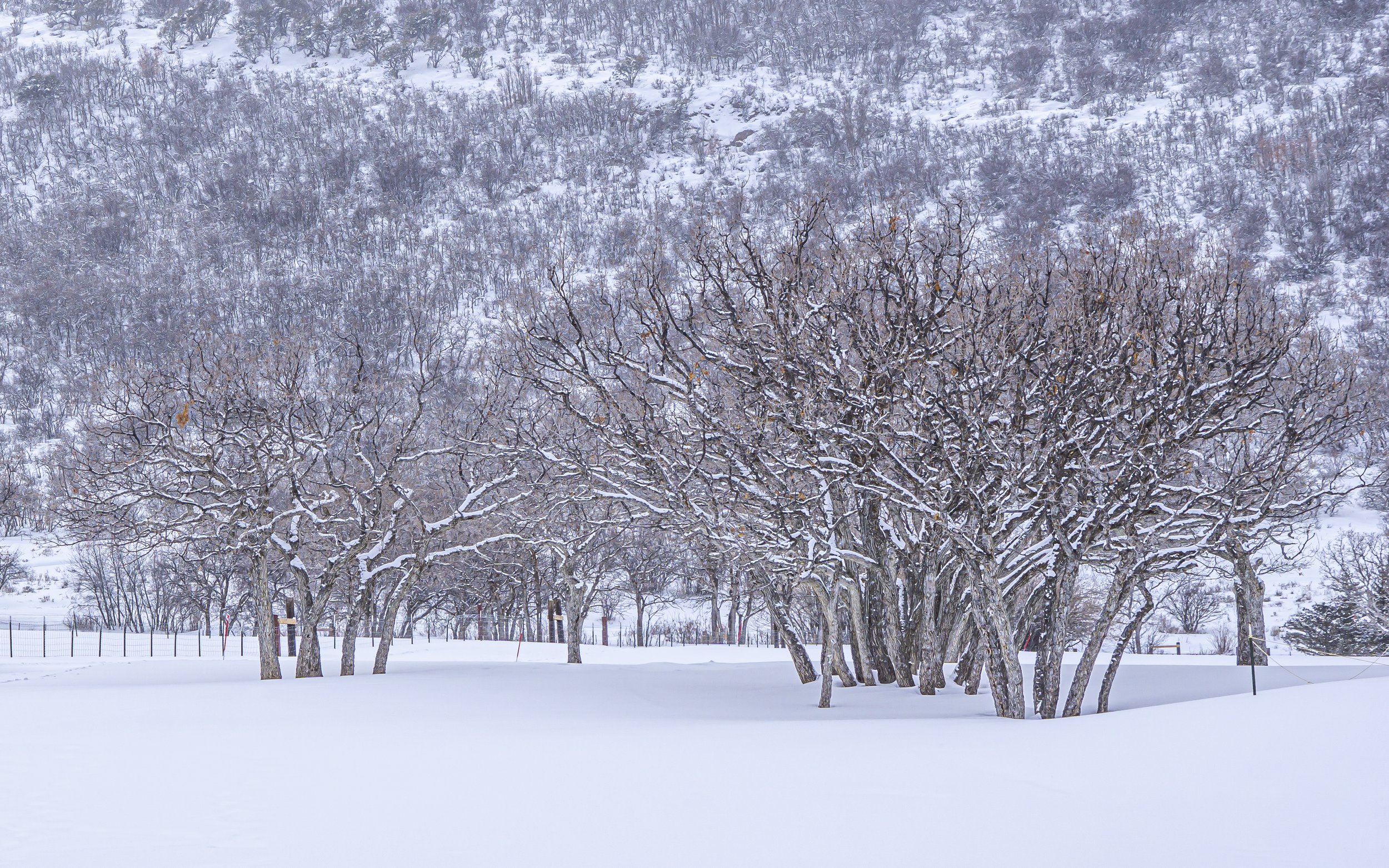 Snowy Grove of Trees 