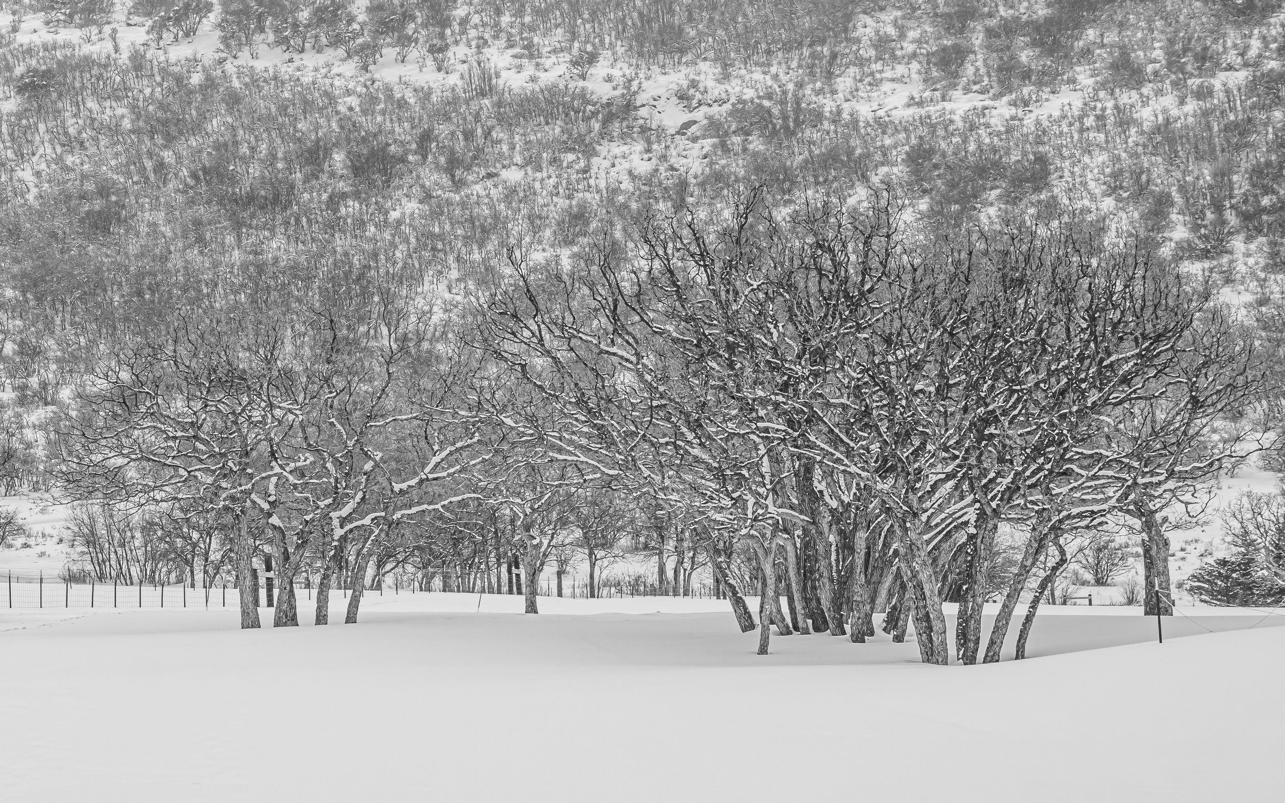 Grove of Trees in Snow B&W
