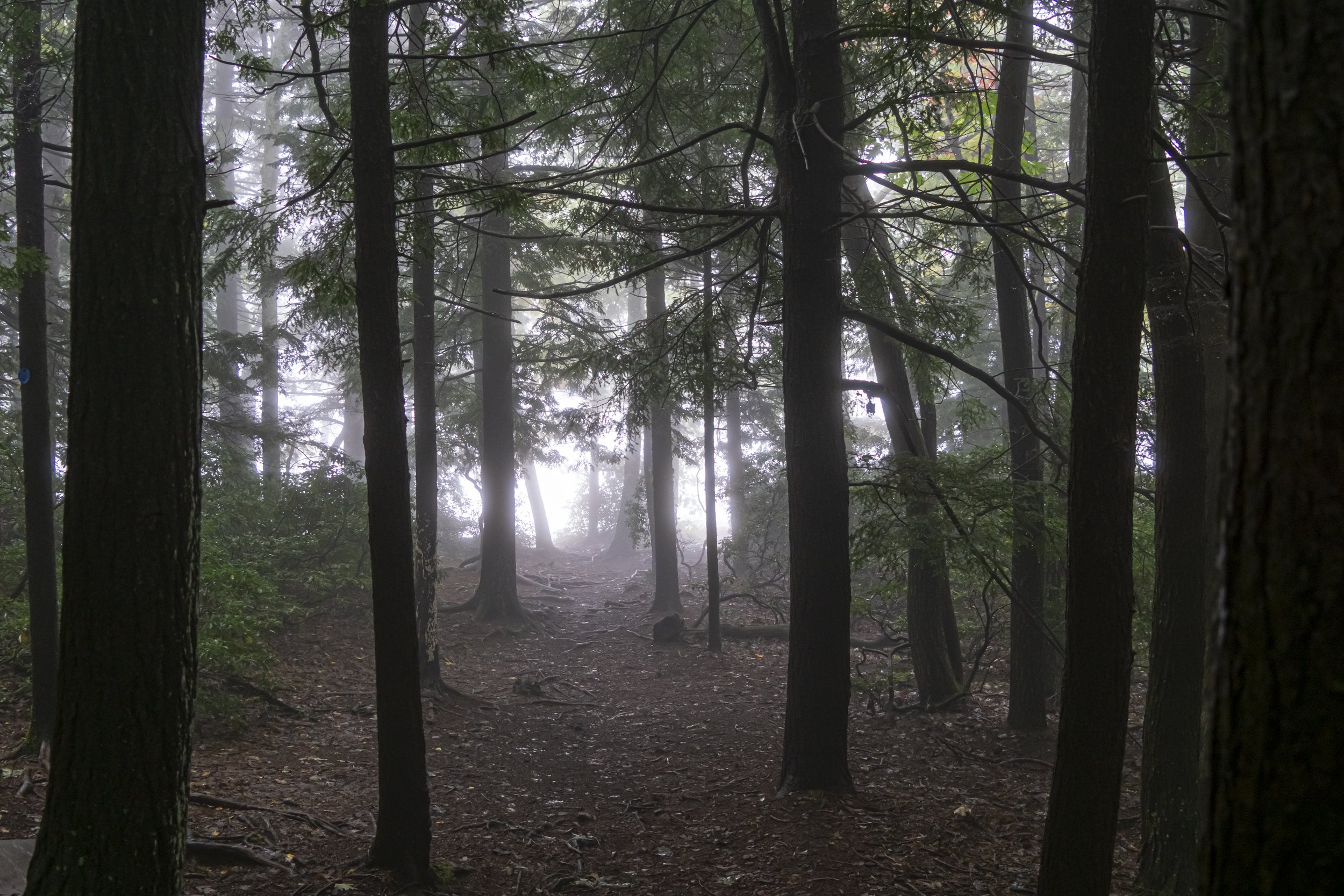 Misty Forest Horizontal