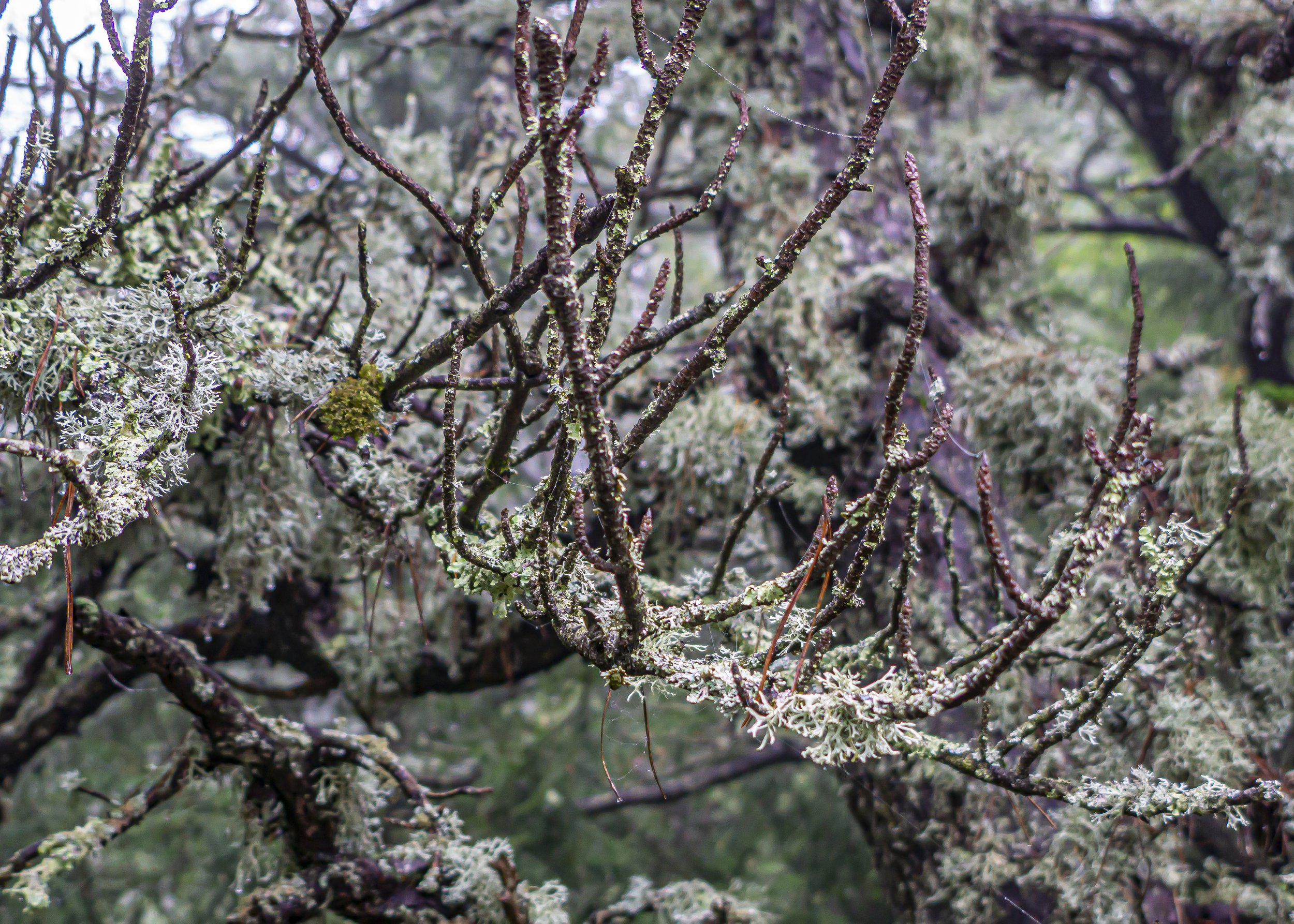 Lichen and Webs