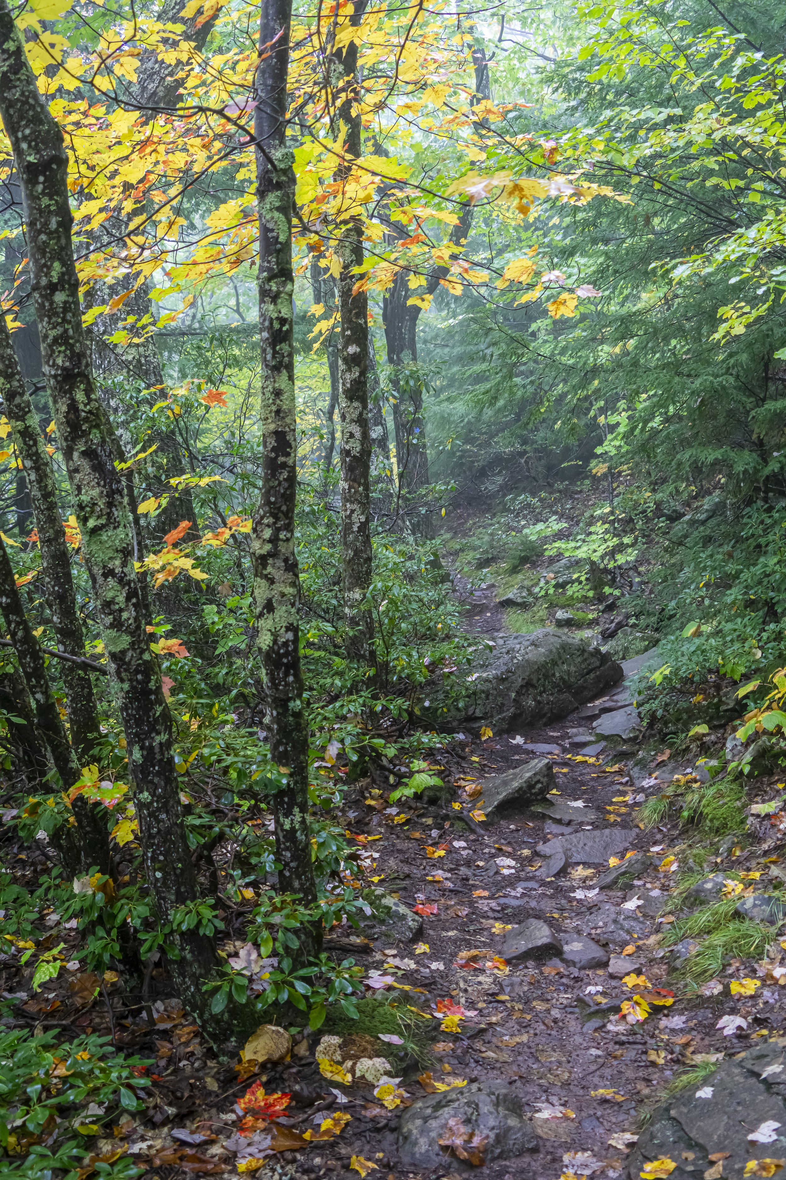 Misty Fall Path