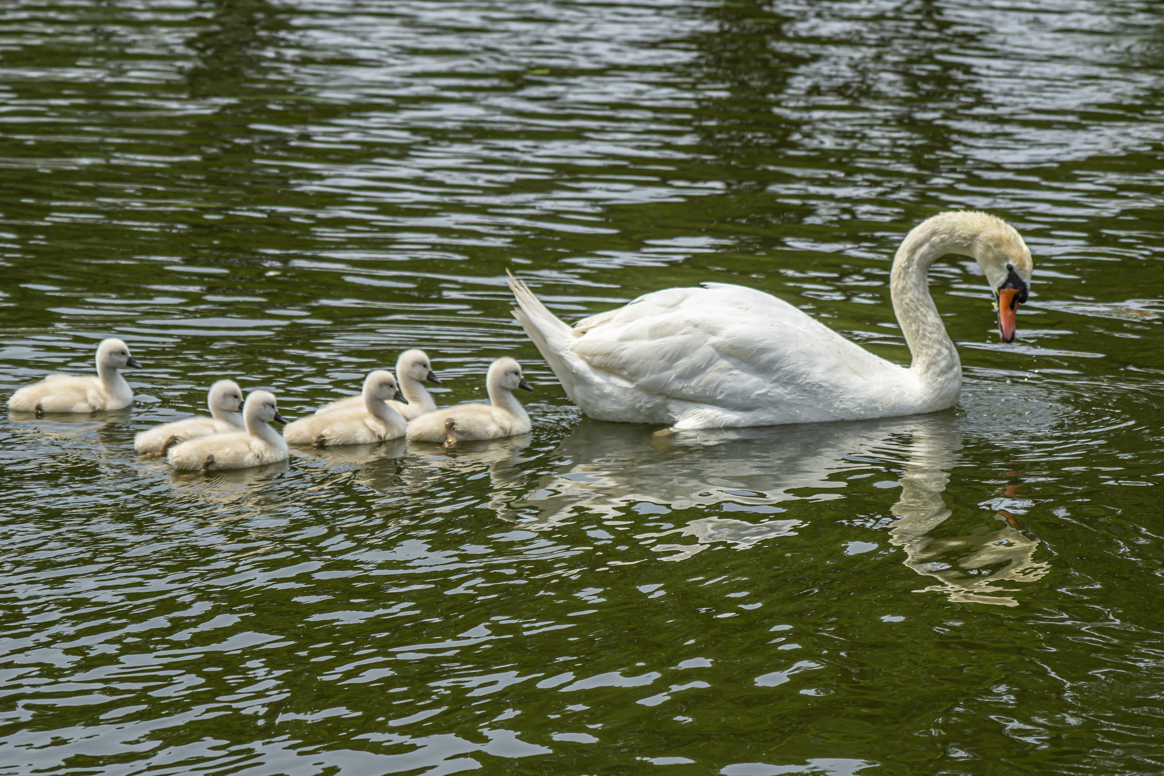 Swan Pen and Six Cygnets