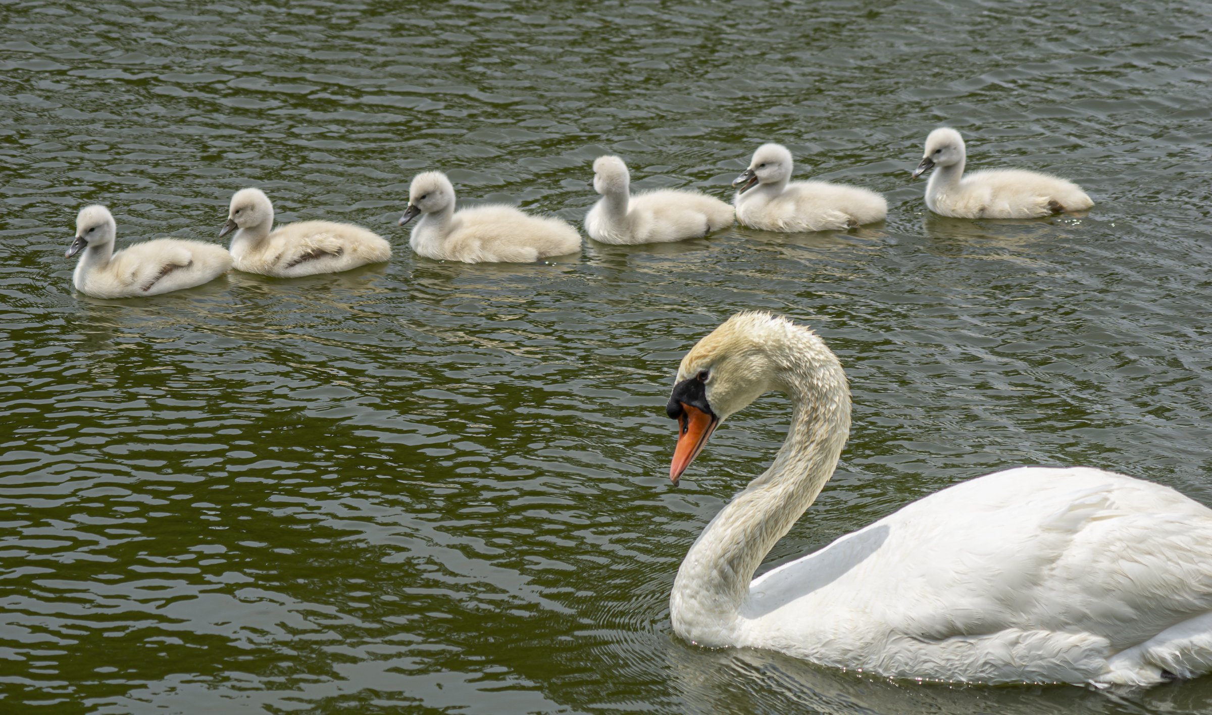Swans Follow the Leader