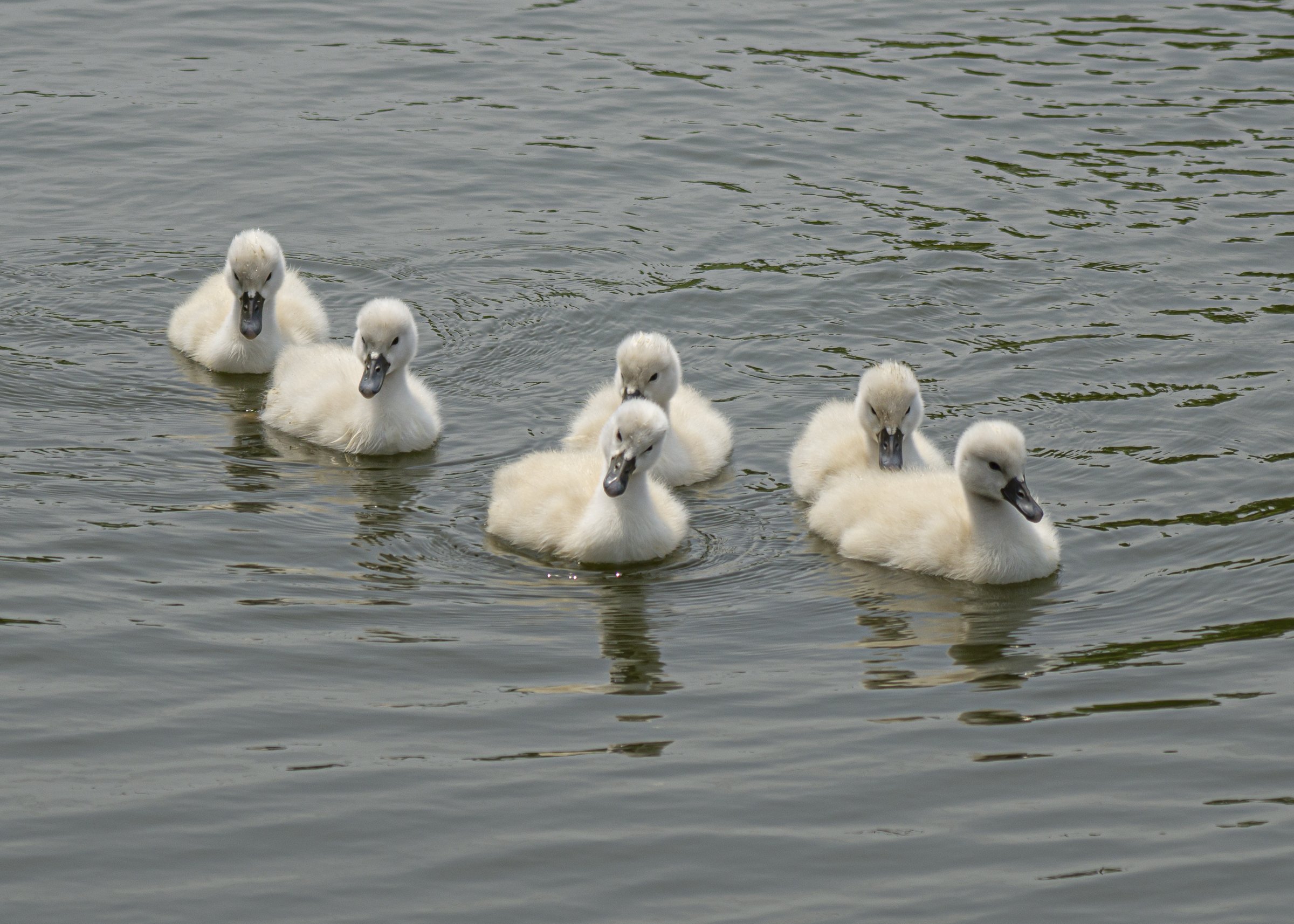 Swan Cygnets Swimming