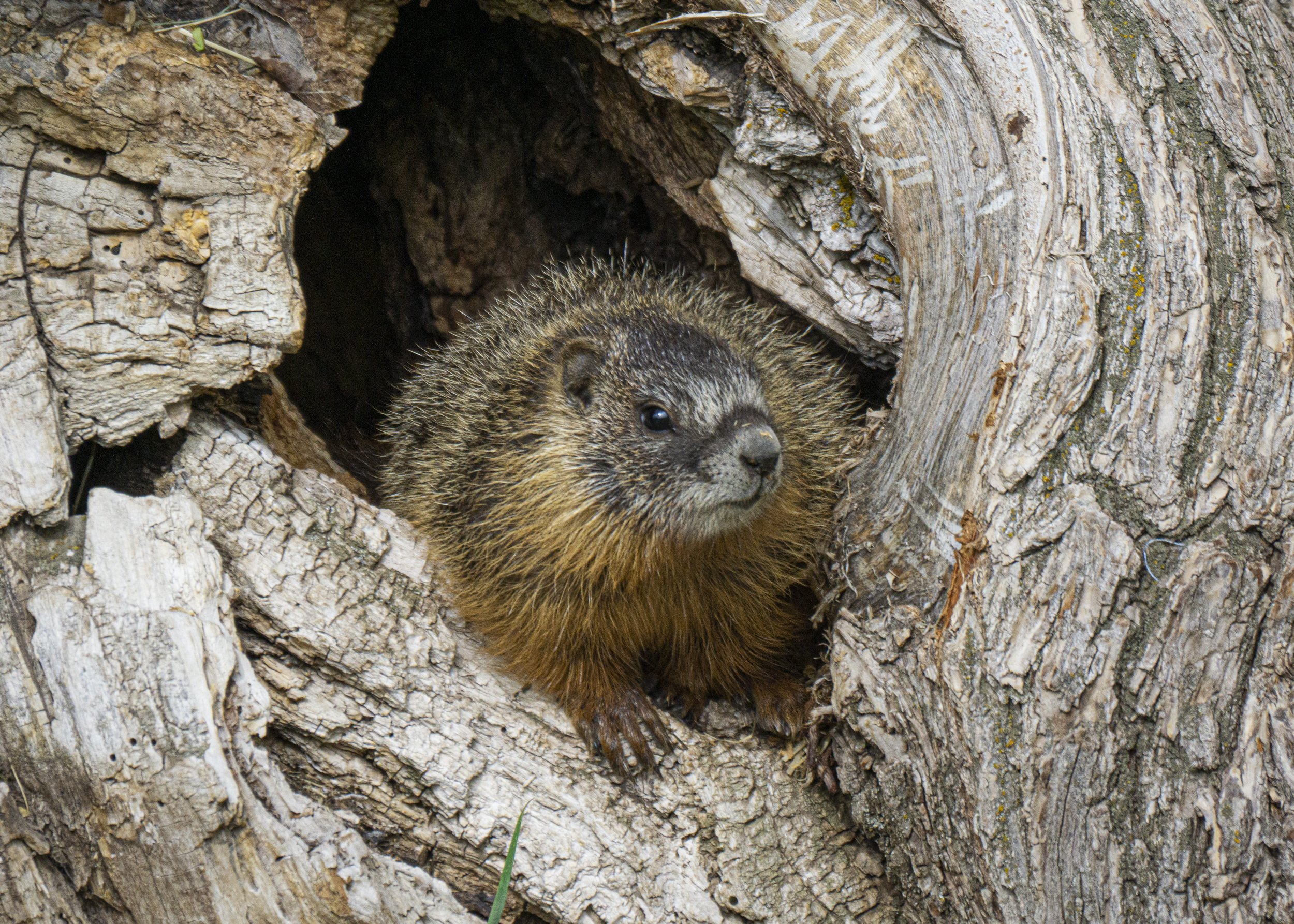 Yellow-bellied Marmot Pup in Tree Hollow