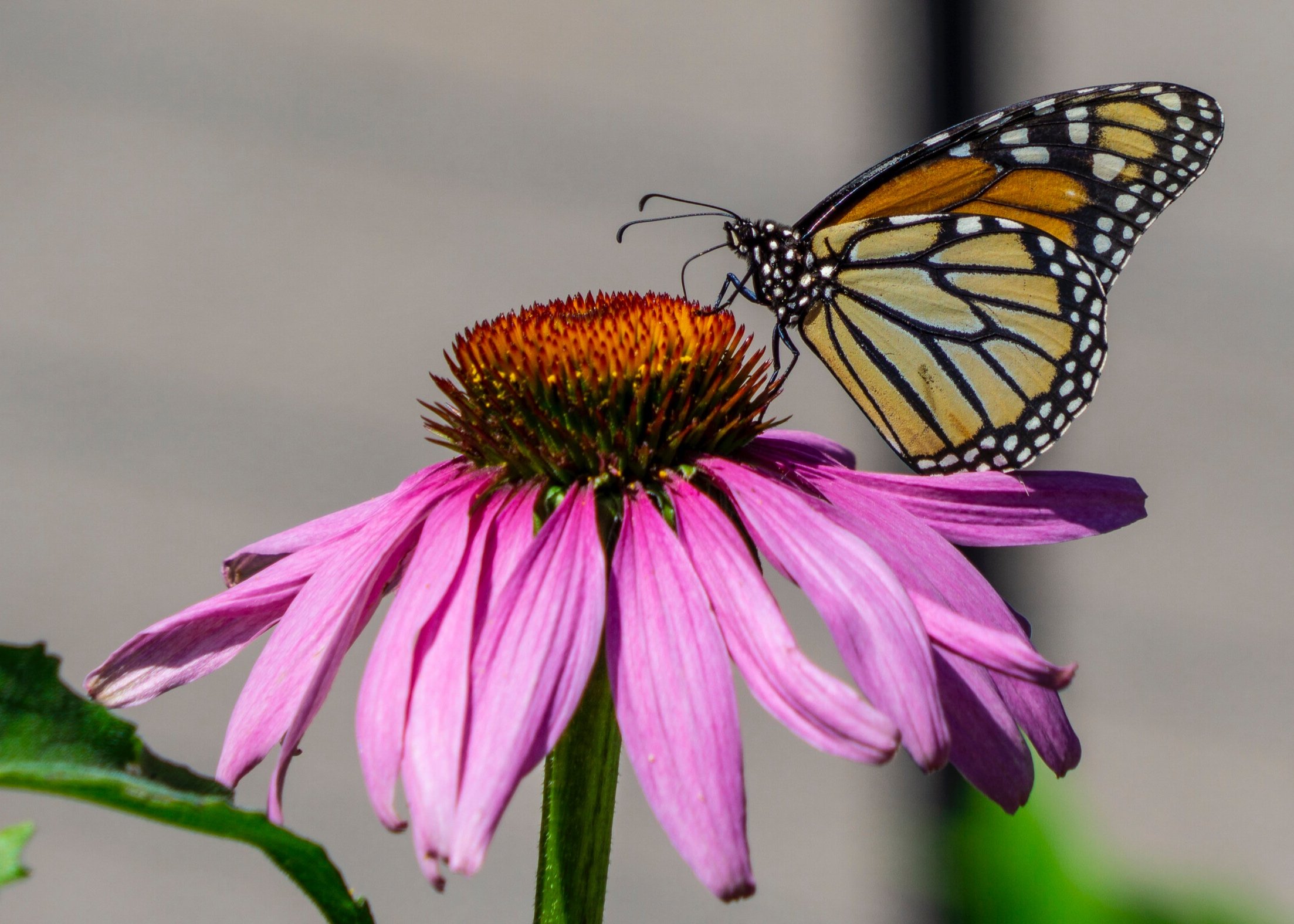 Monarch Butterfly