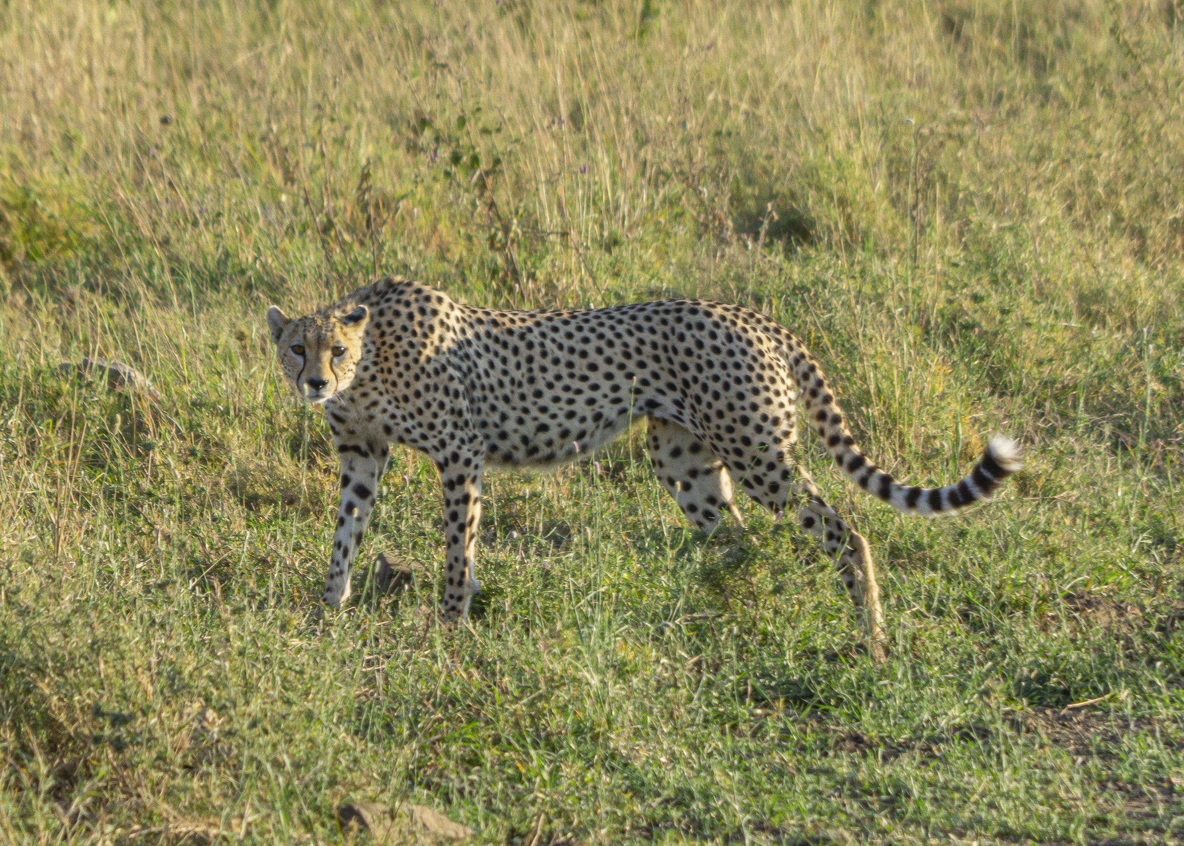Cheetah stare