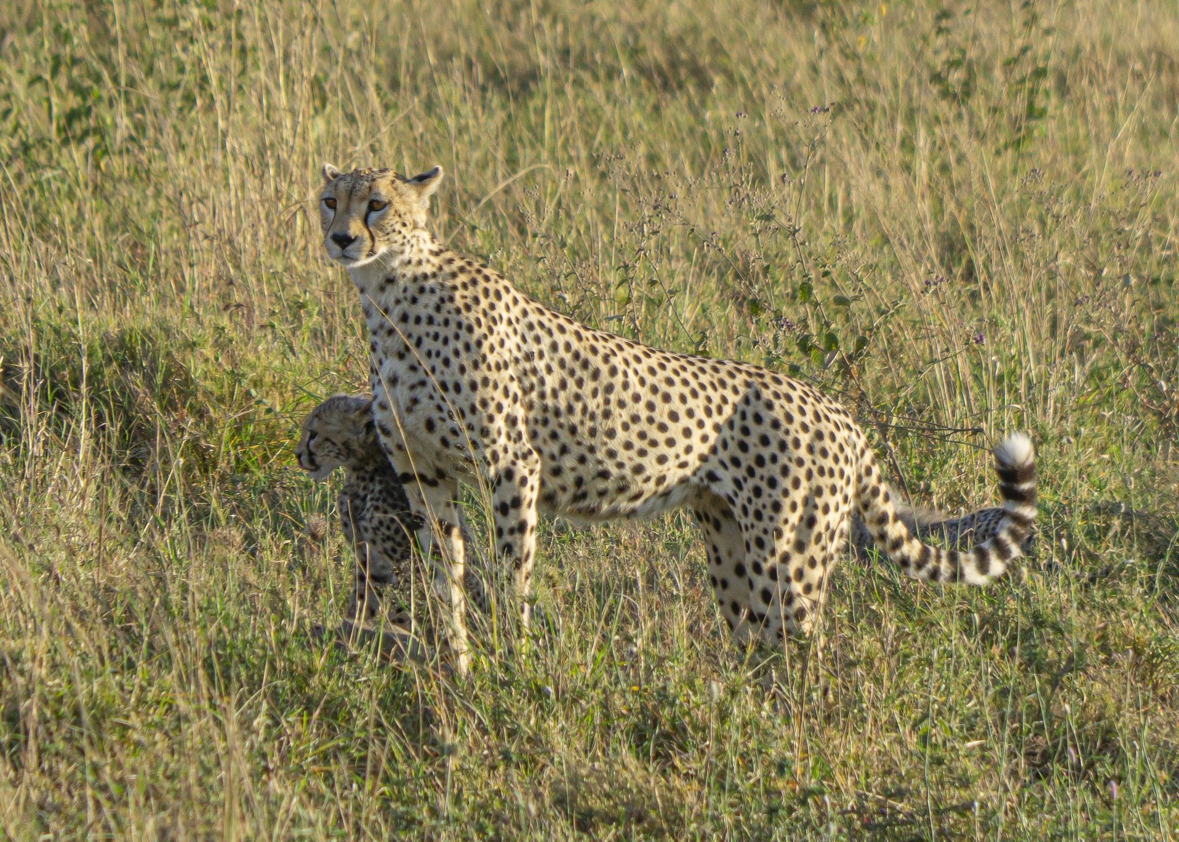 Cheetah and Cub Looking Left
