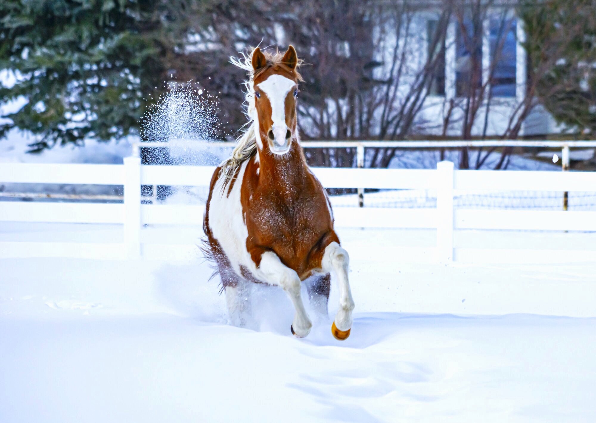 Paint Horse Running in Snow