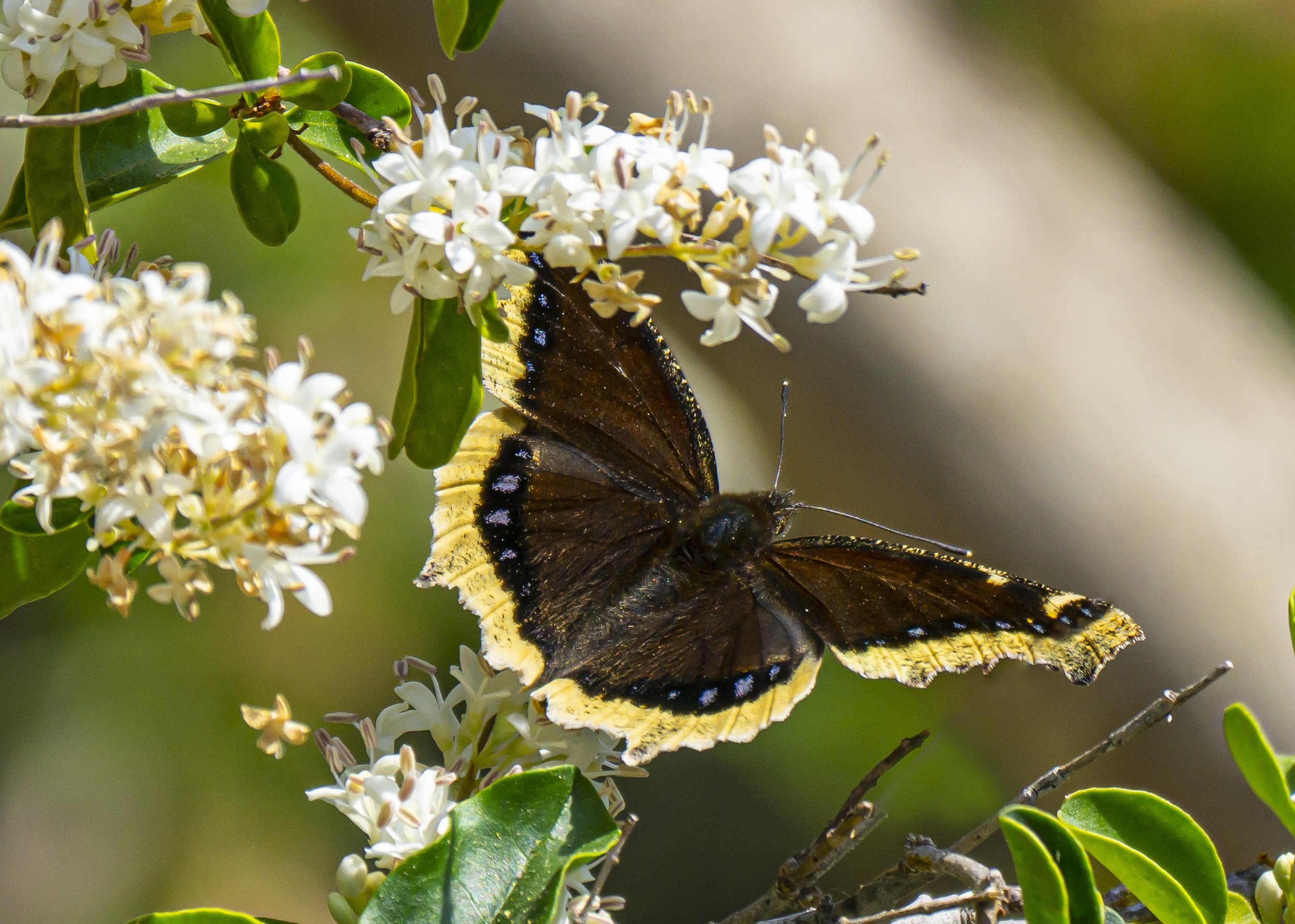 Mourning Cloak Butterfly on White Flowers