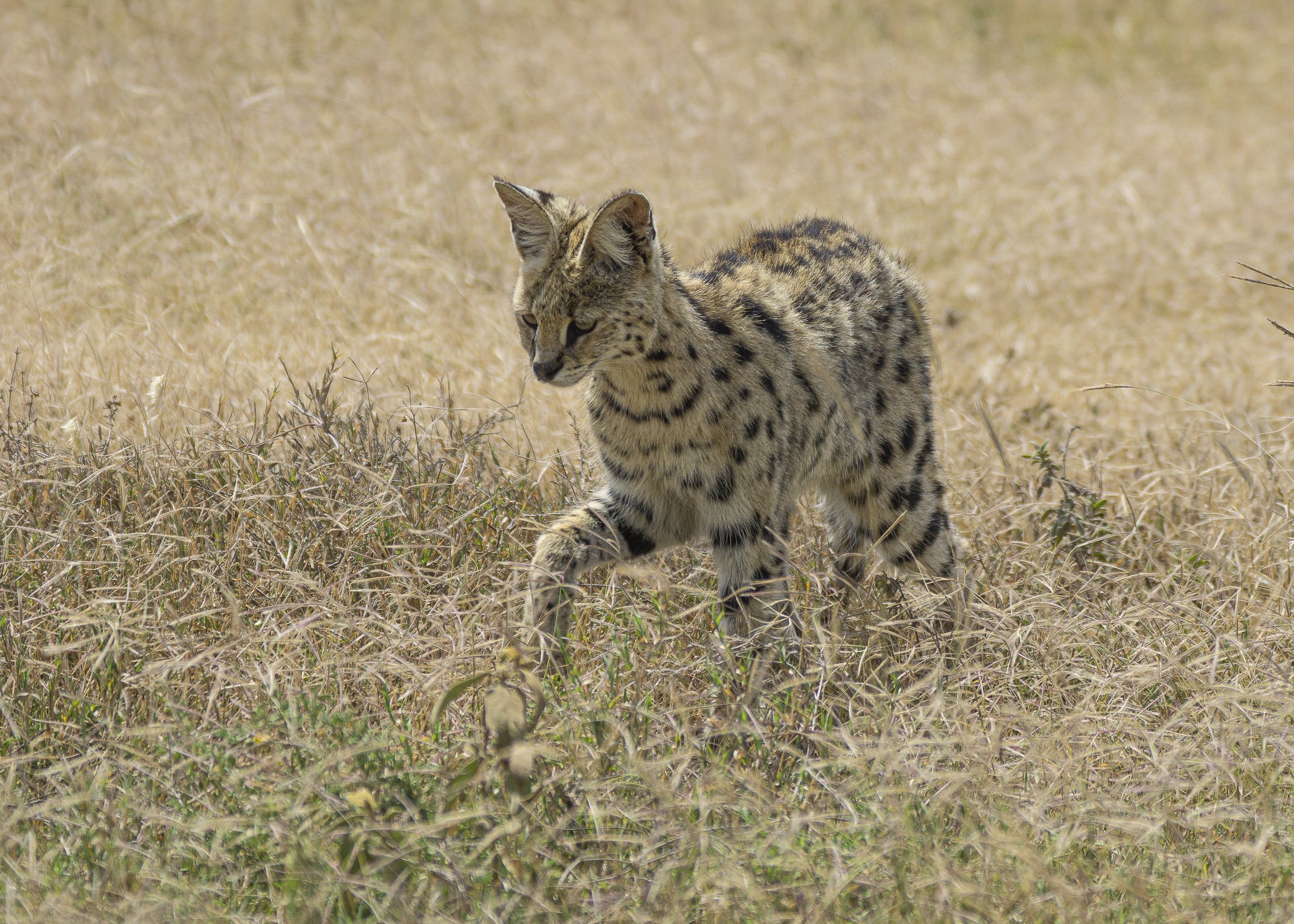 Serval About to Strike