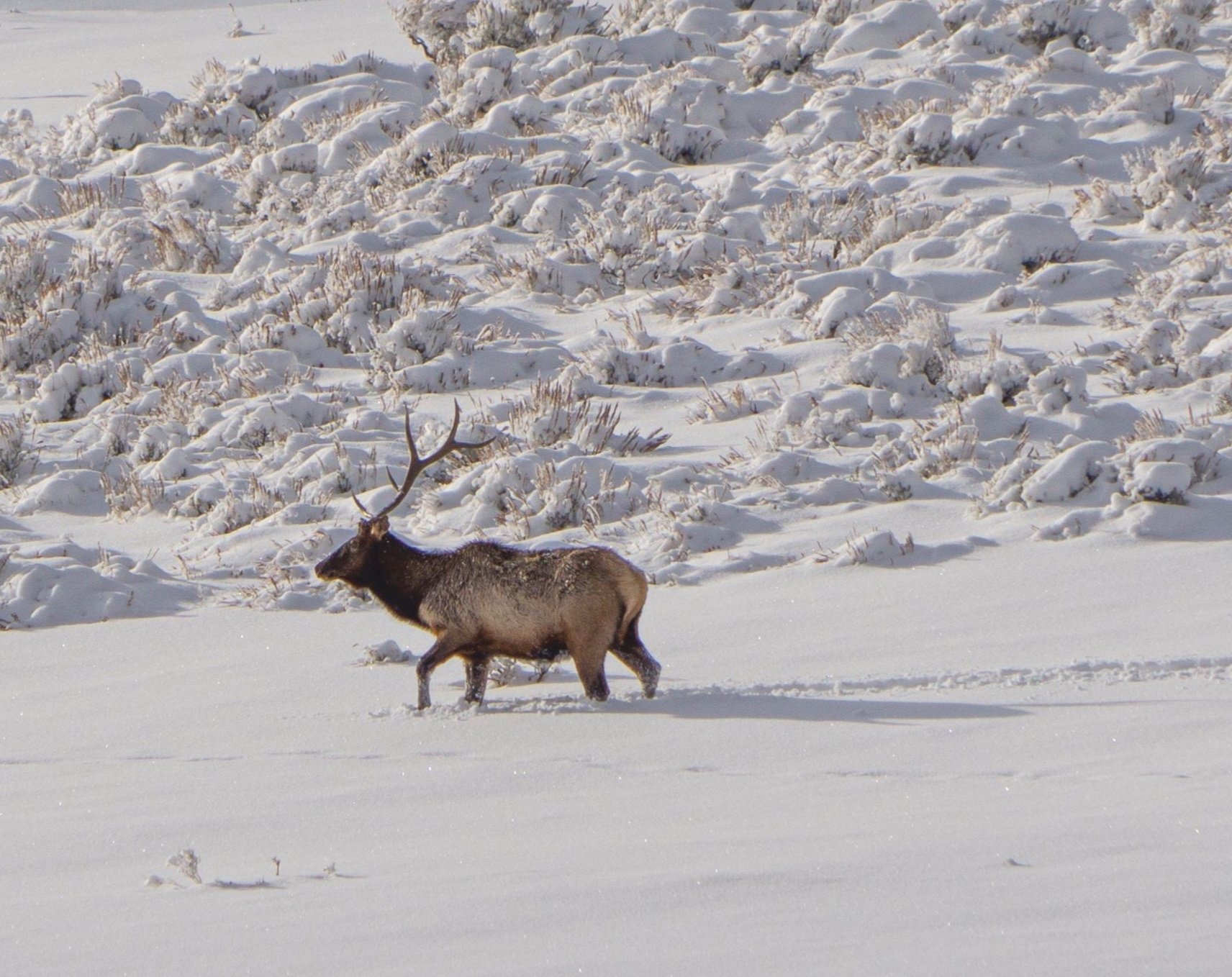 One Antlered Elk in Snow