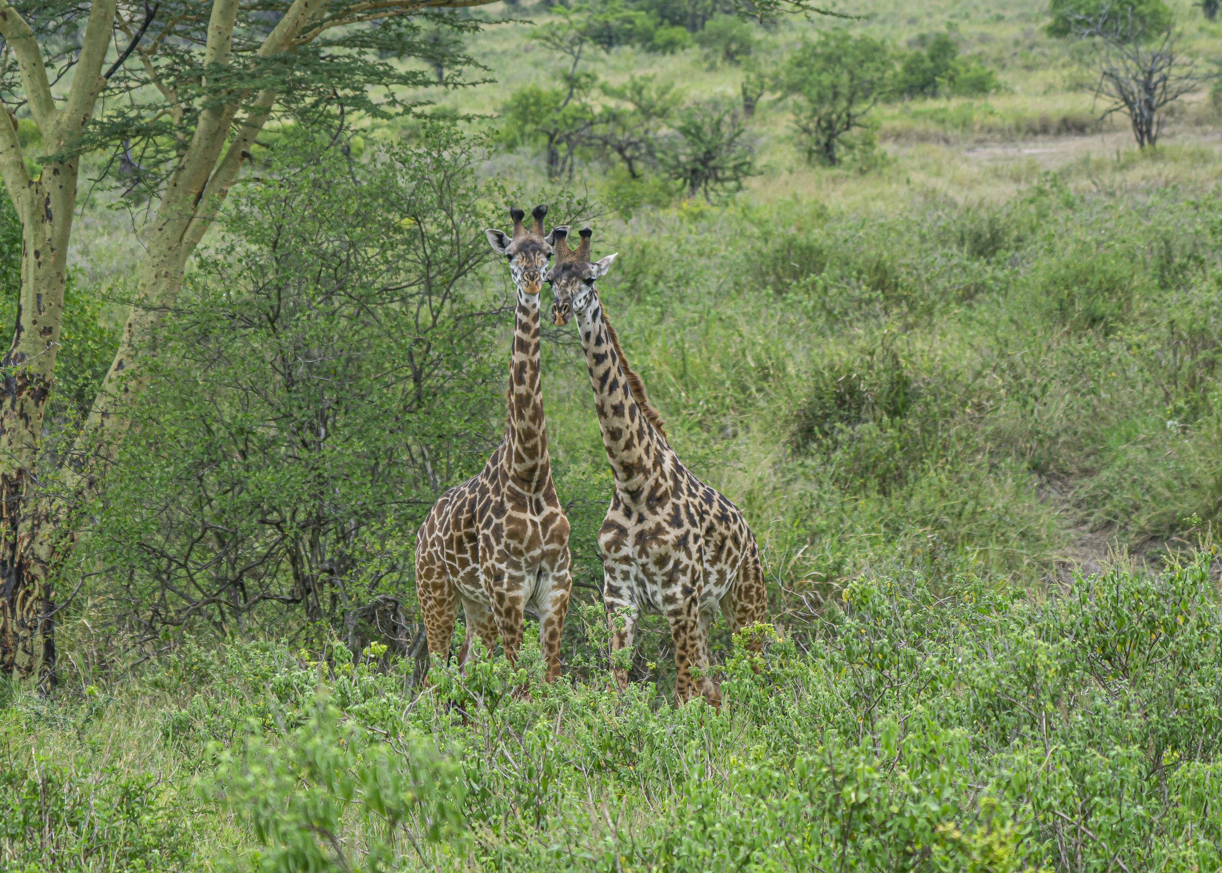 Masai Giraffes Just the two of us