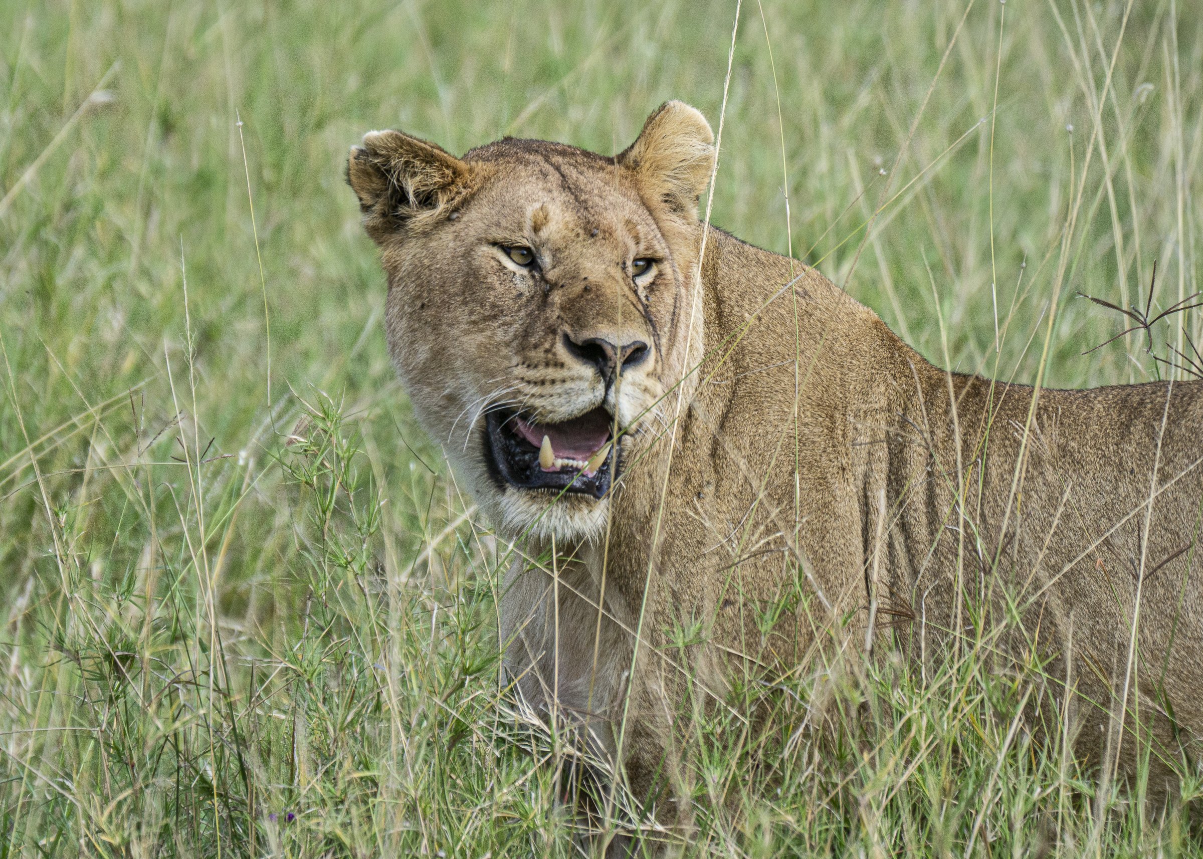 Female Lion Close up