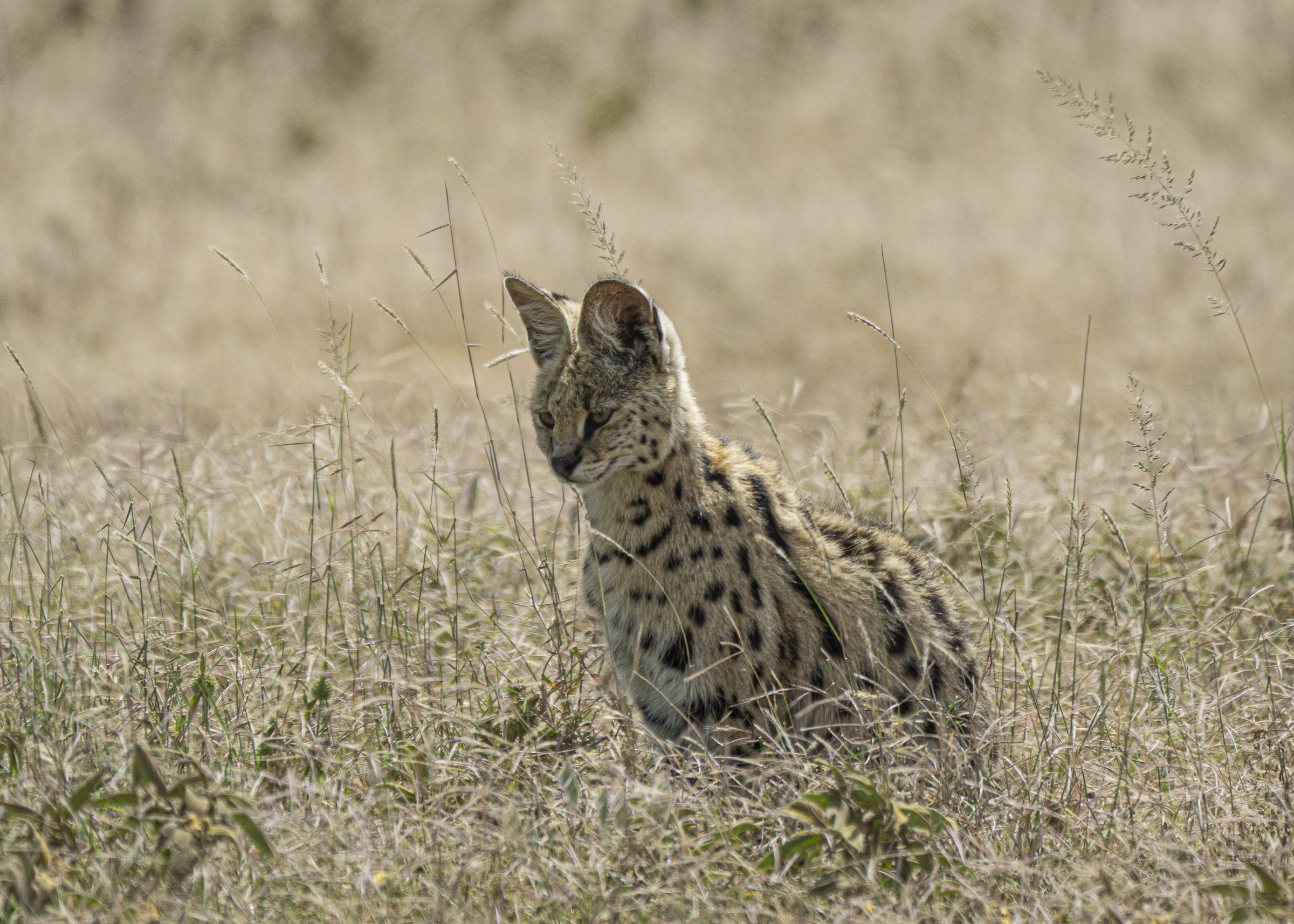 Seated Serval