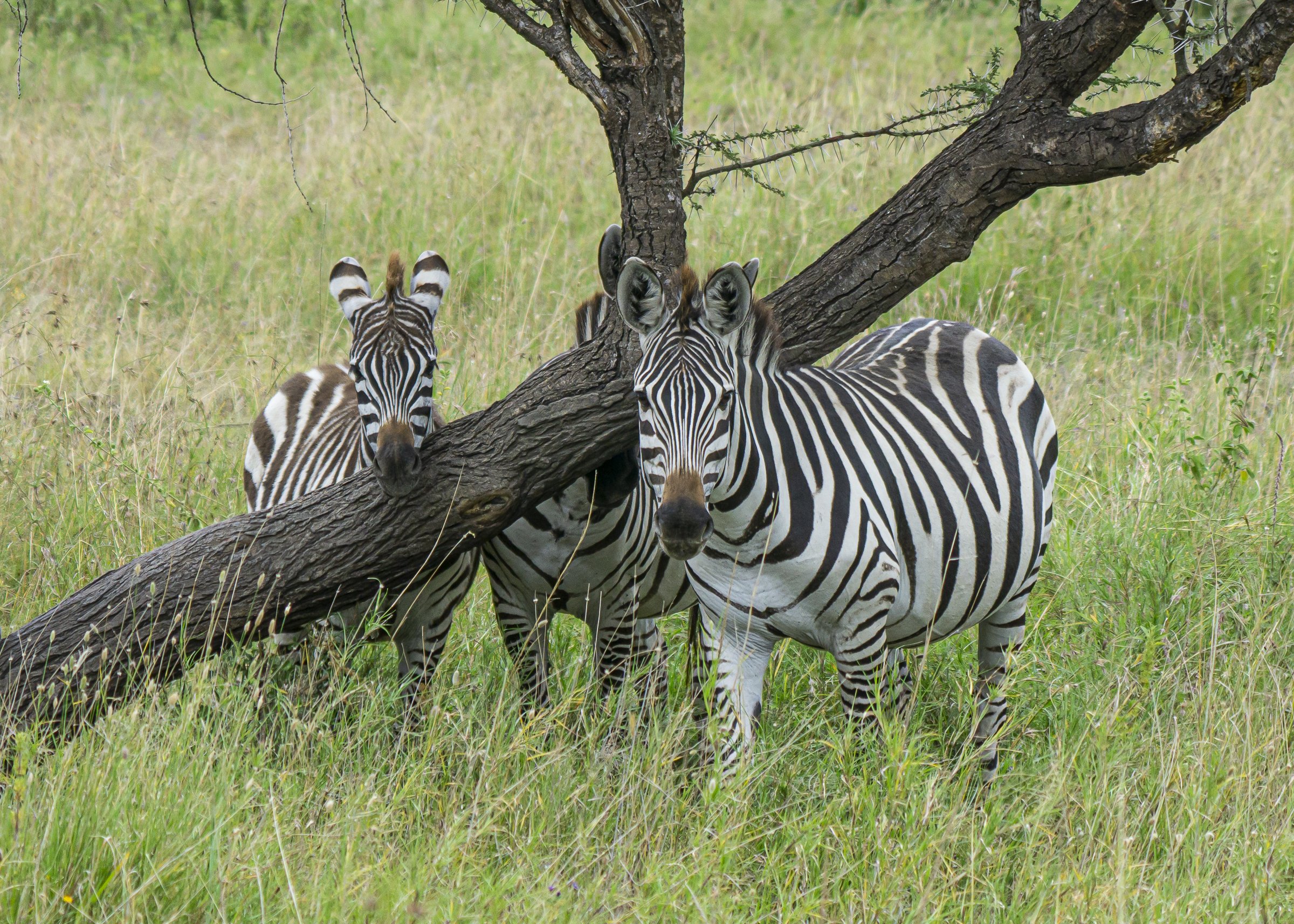 Zebra Mom and Baby