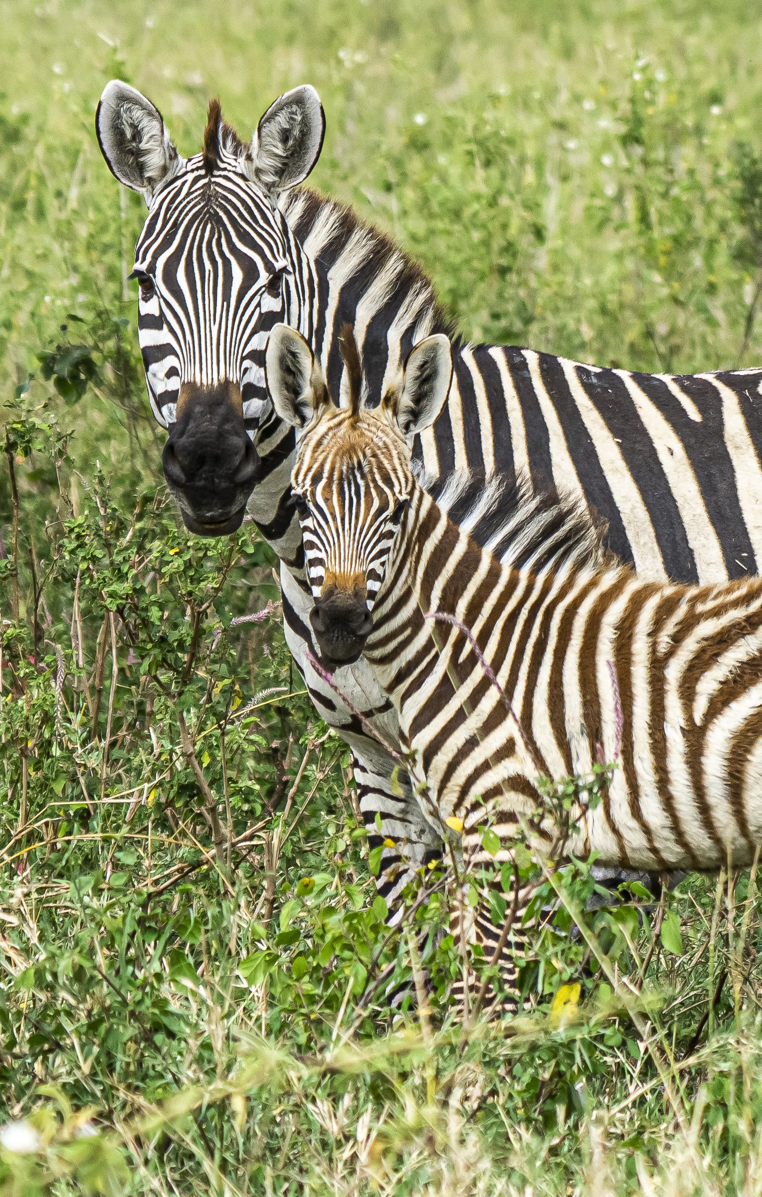 Mom and Baby Zebra Portrait