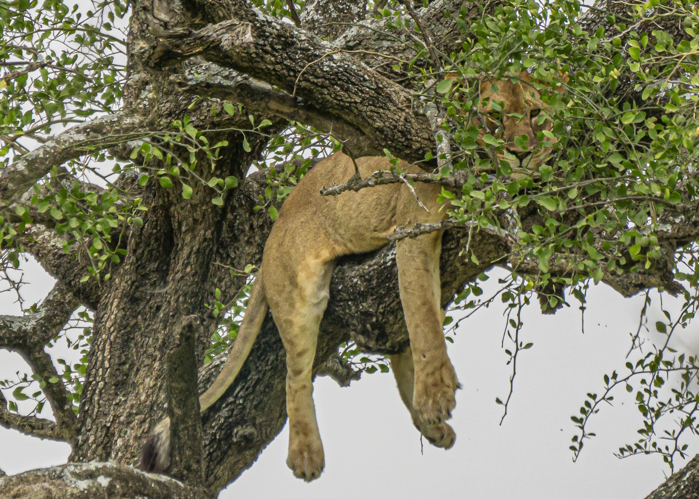 Lioness Hanging in Tree