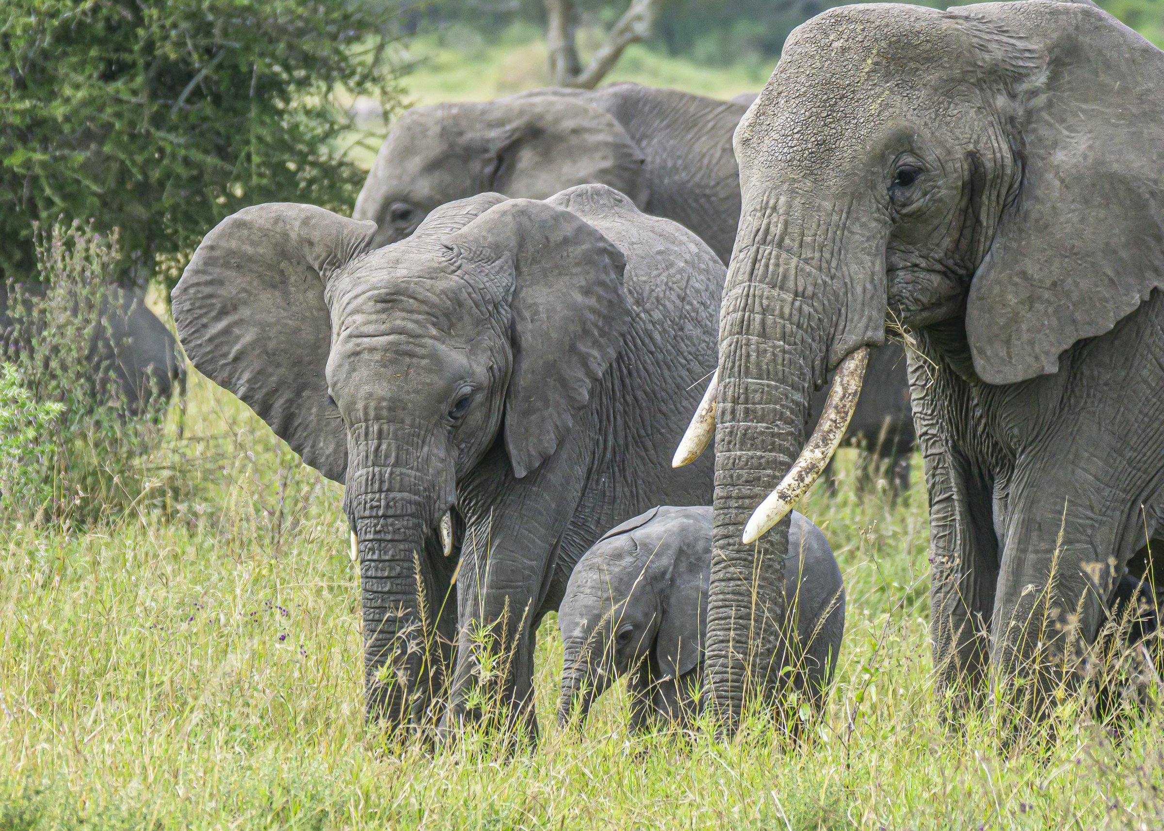 Elephant Family Group