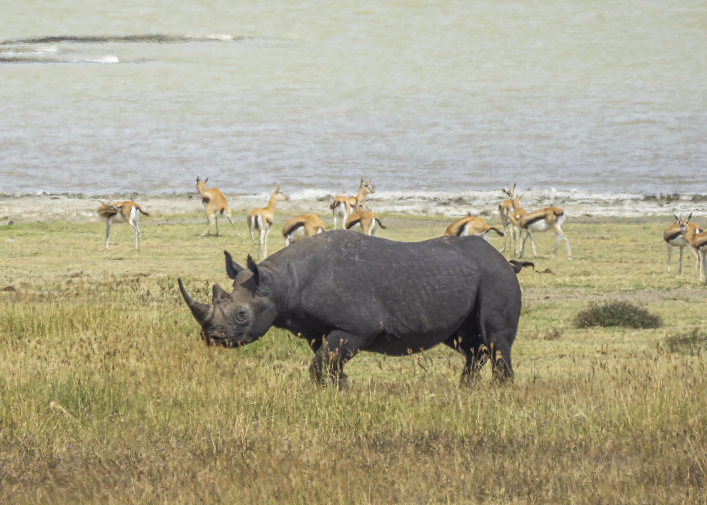 Black Rhino with Thompson's Gazelles