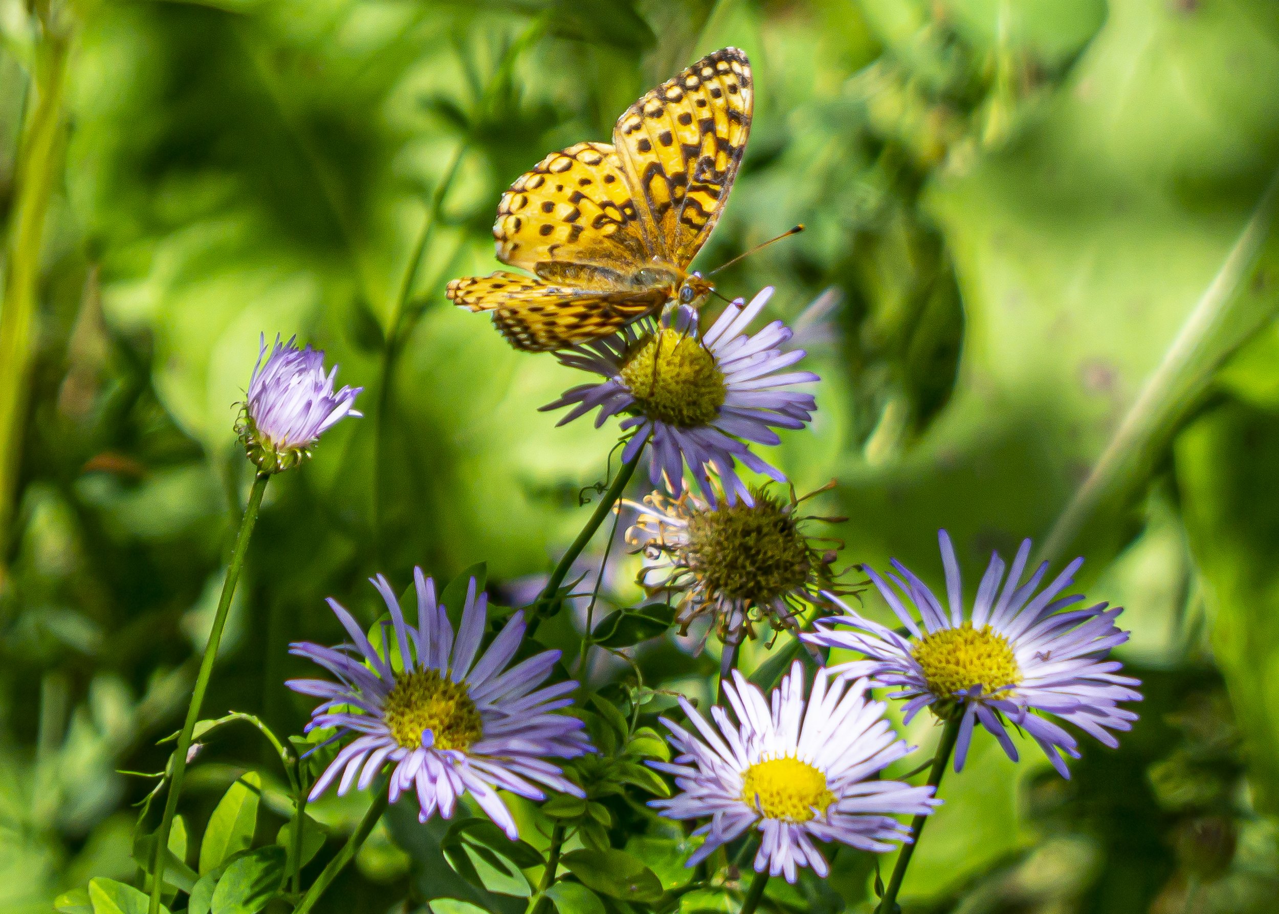 Fritillary Butterly on Purple Asters