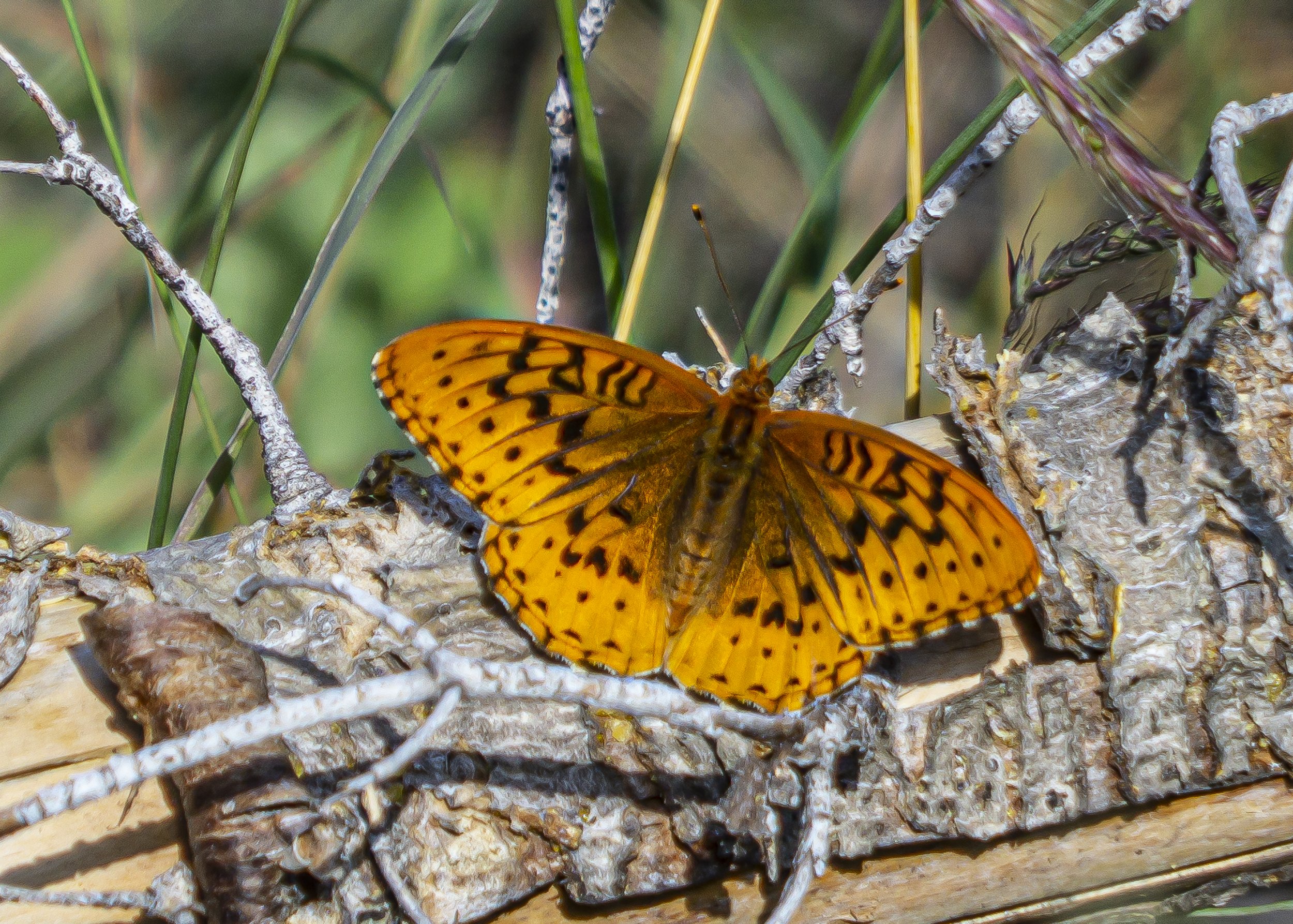 Fritillary Butterfly on Log