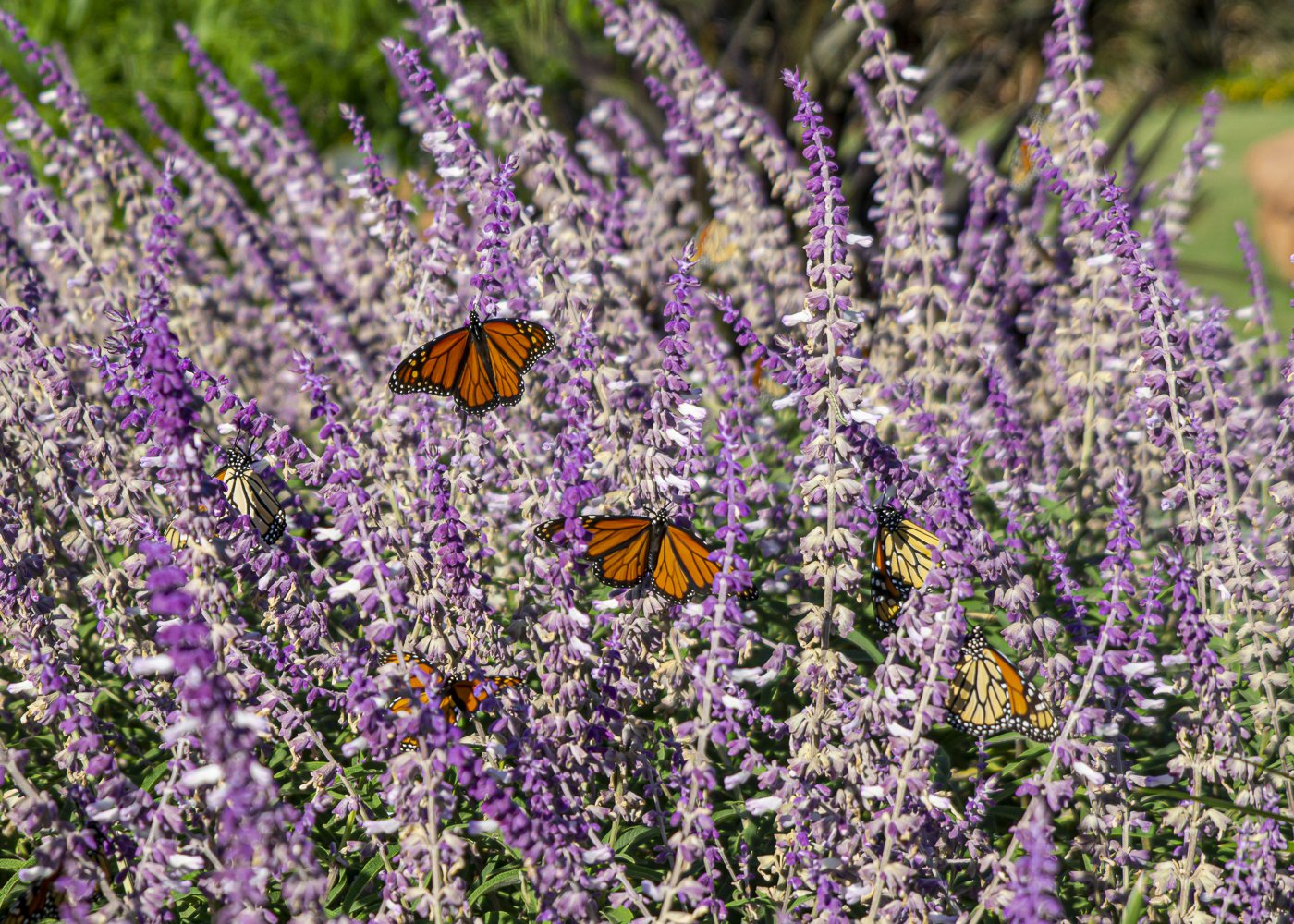 Monarchs on Salvia