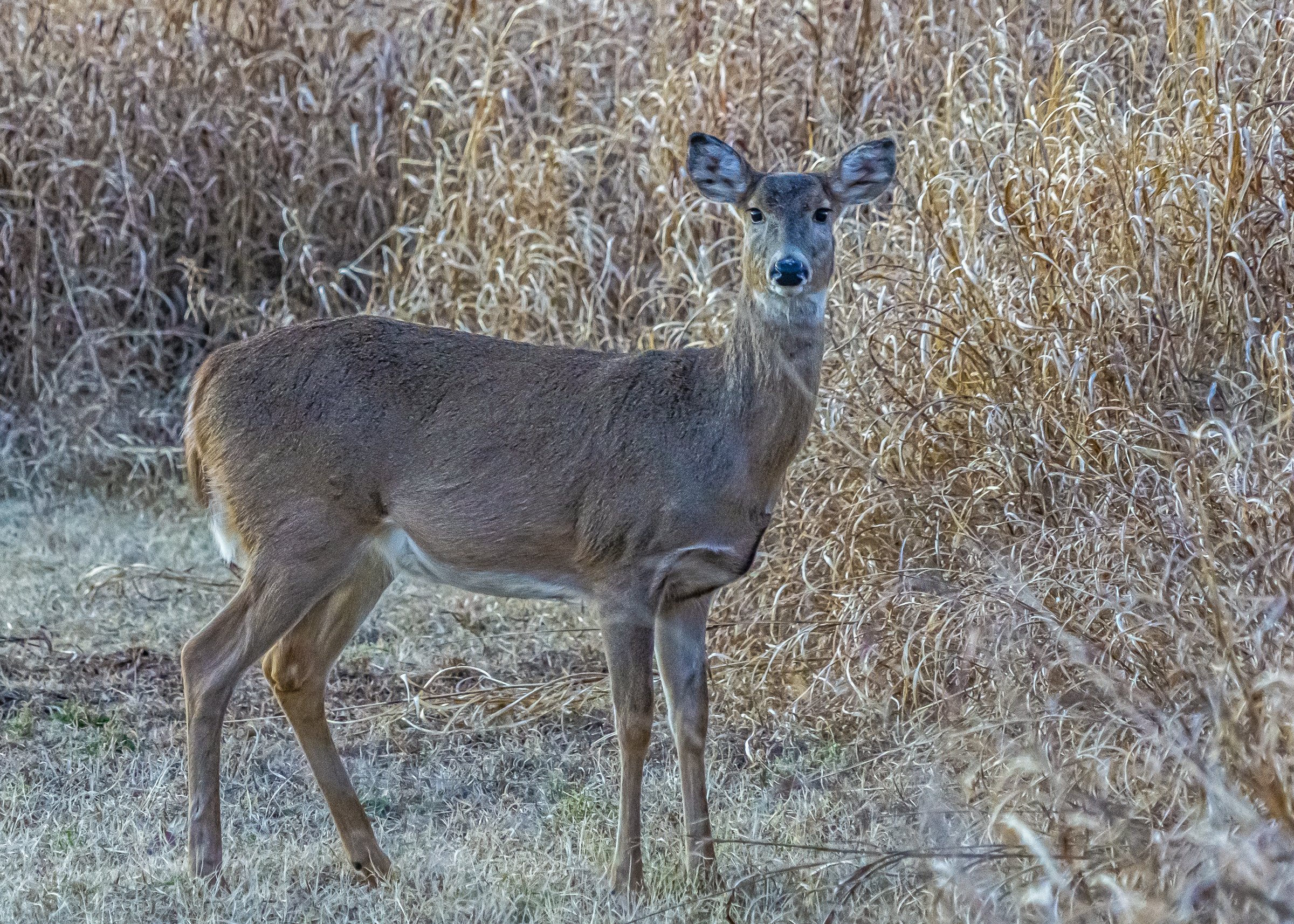 Deer in Martin Nature Park