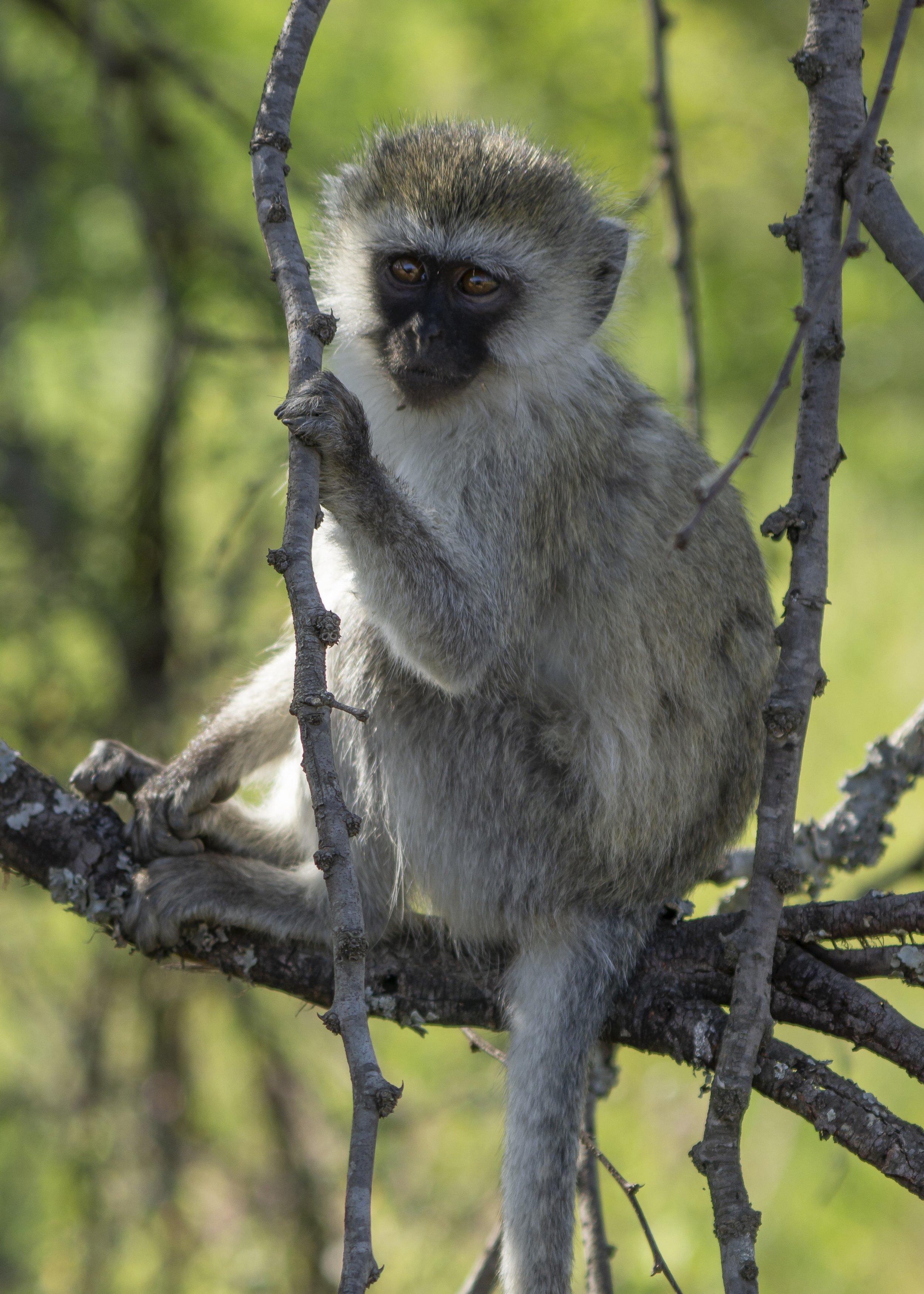 Vervet Monkey on Branch