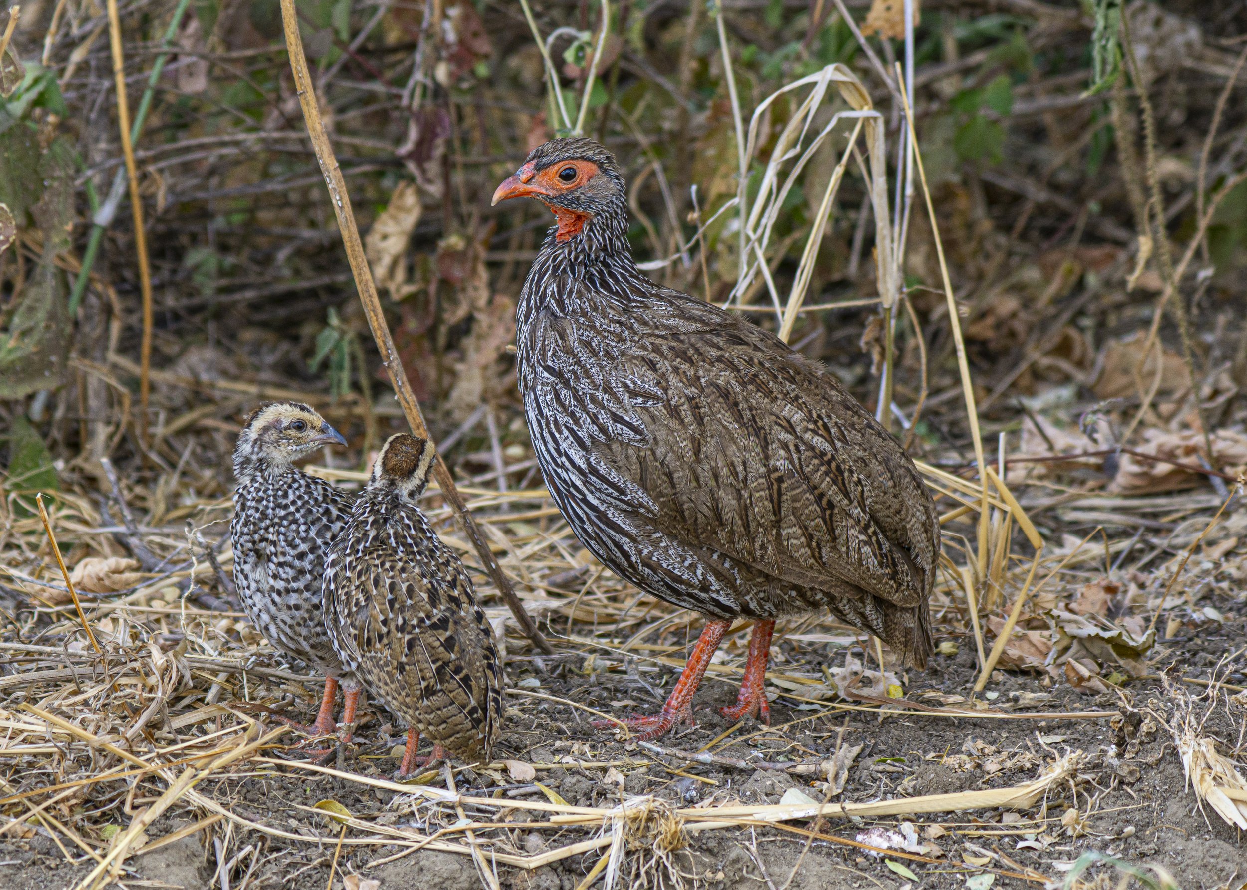 Rednecked Spur Fowl with Chicks