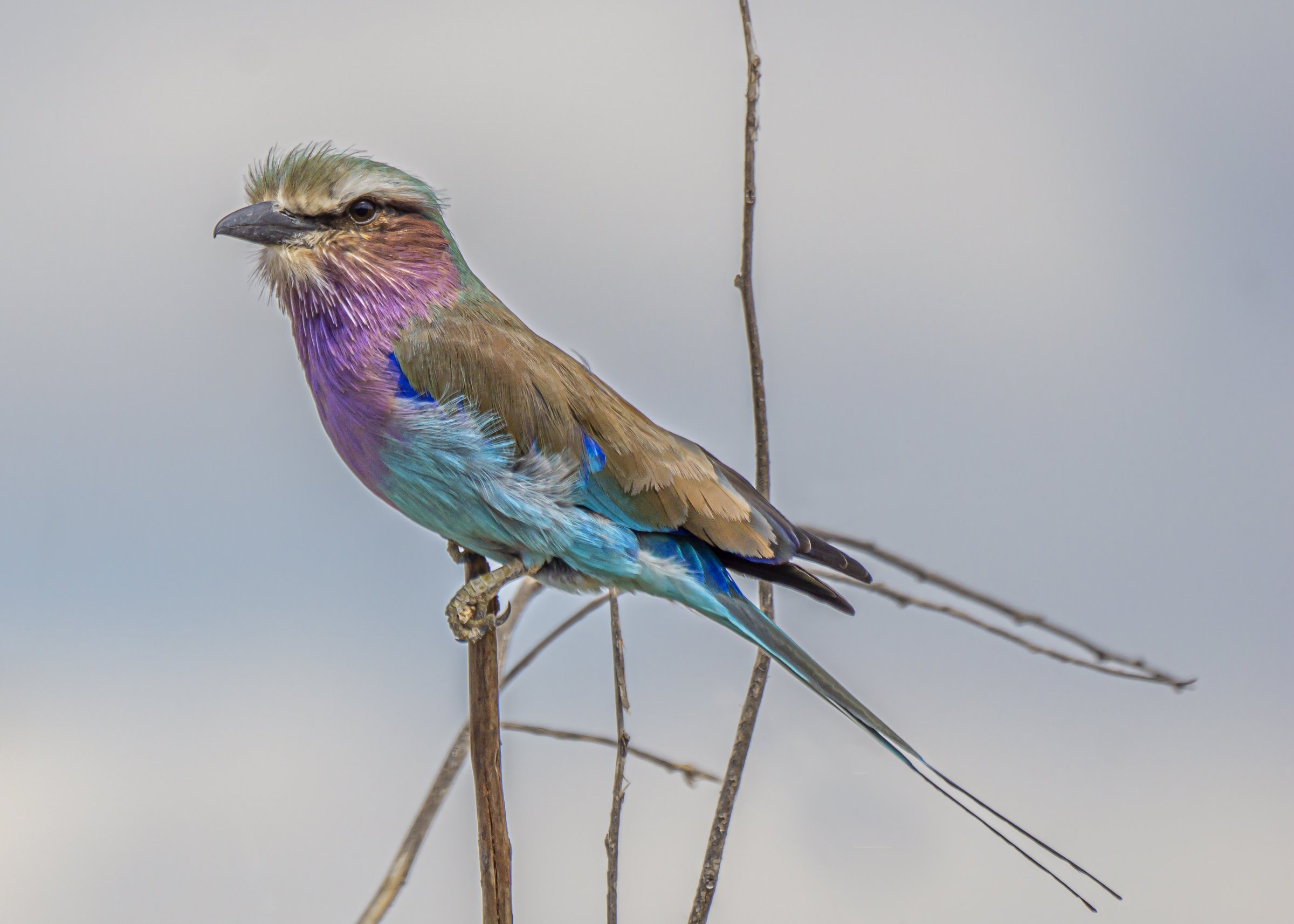 Lilac-breasted Roller on Lookout