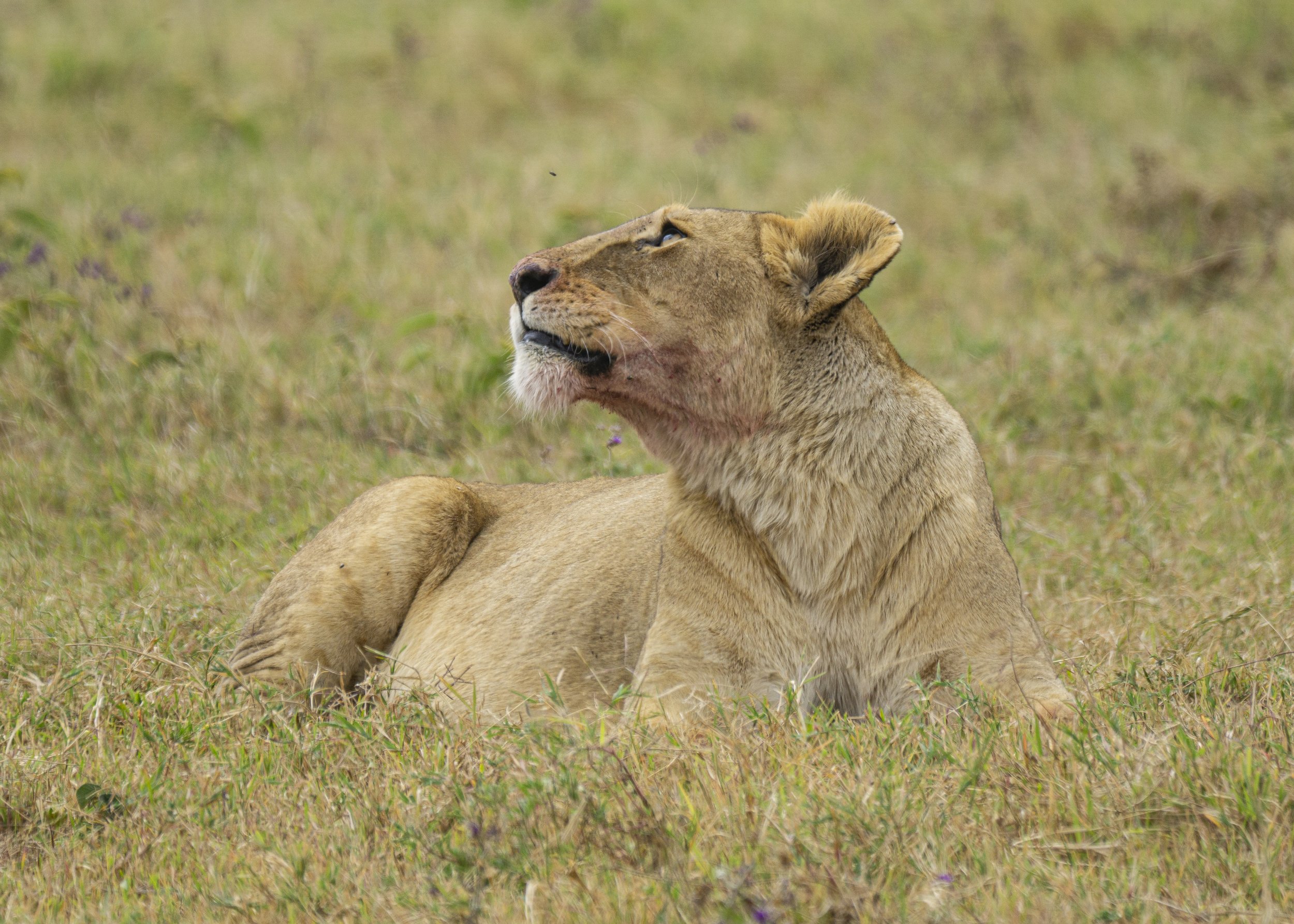 Lioness with Fly