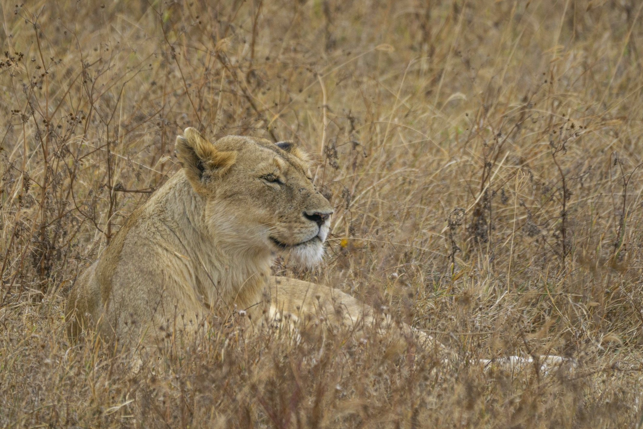 Lioness resting in Grass