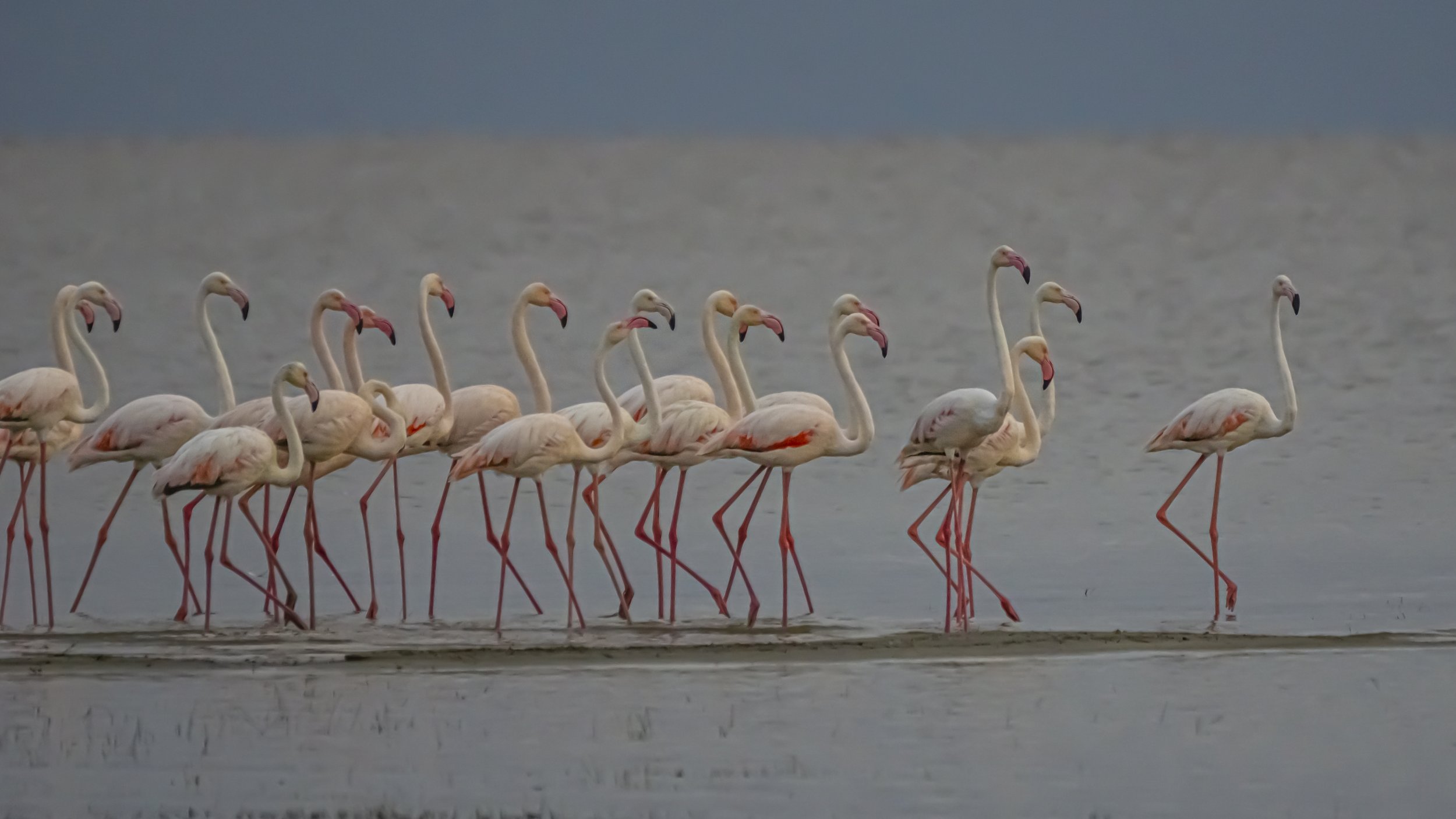 Flamingos on Parade