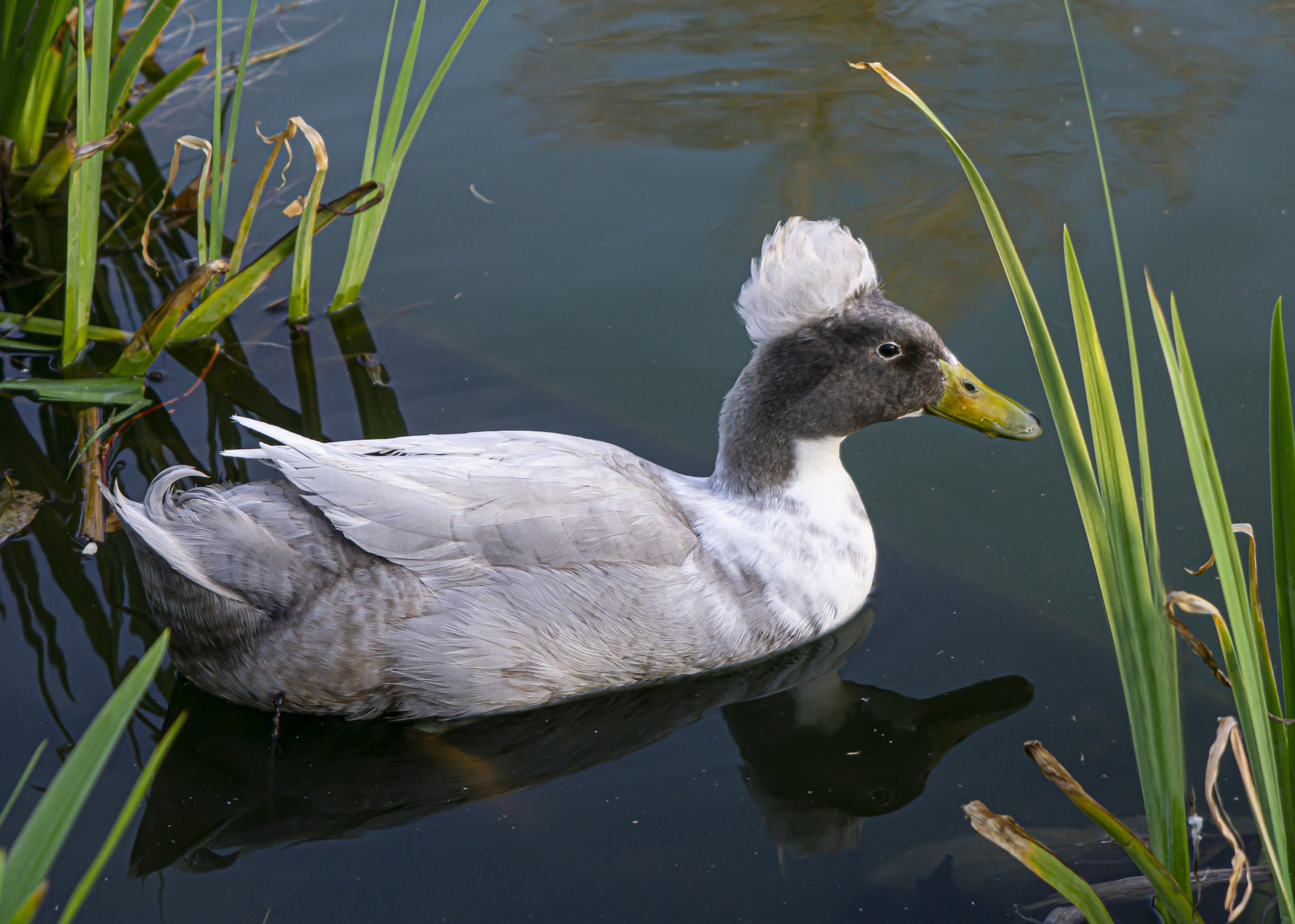 Gray Crested Duck