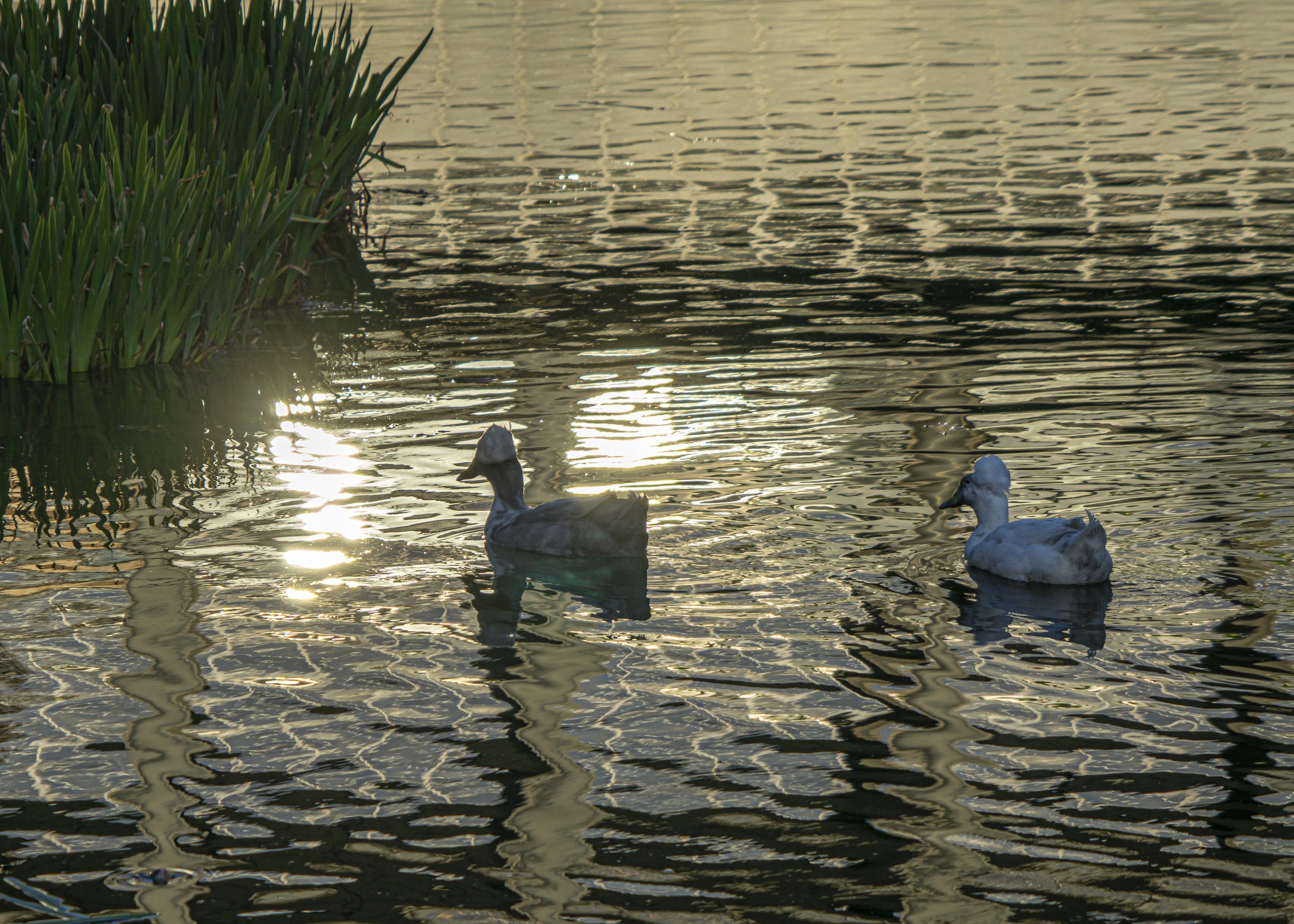 Two Crested Ducks at Twilight