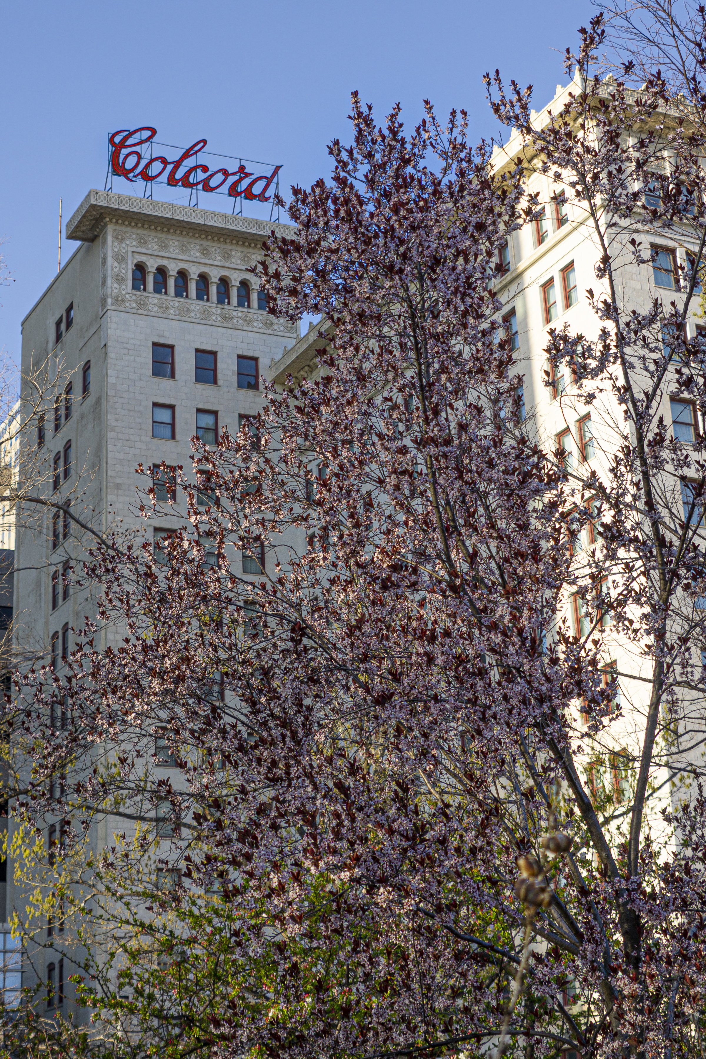 Colcord Building with Spring Trees