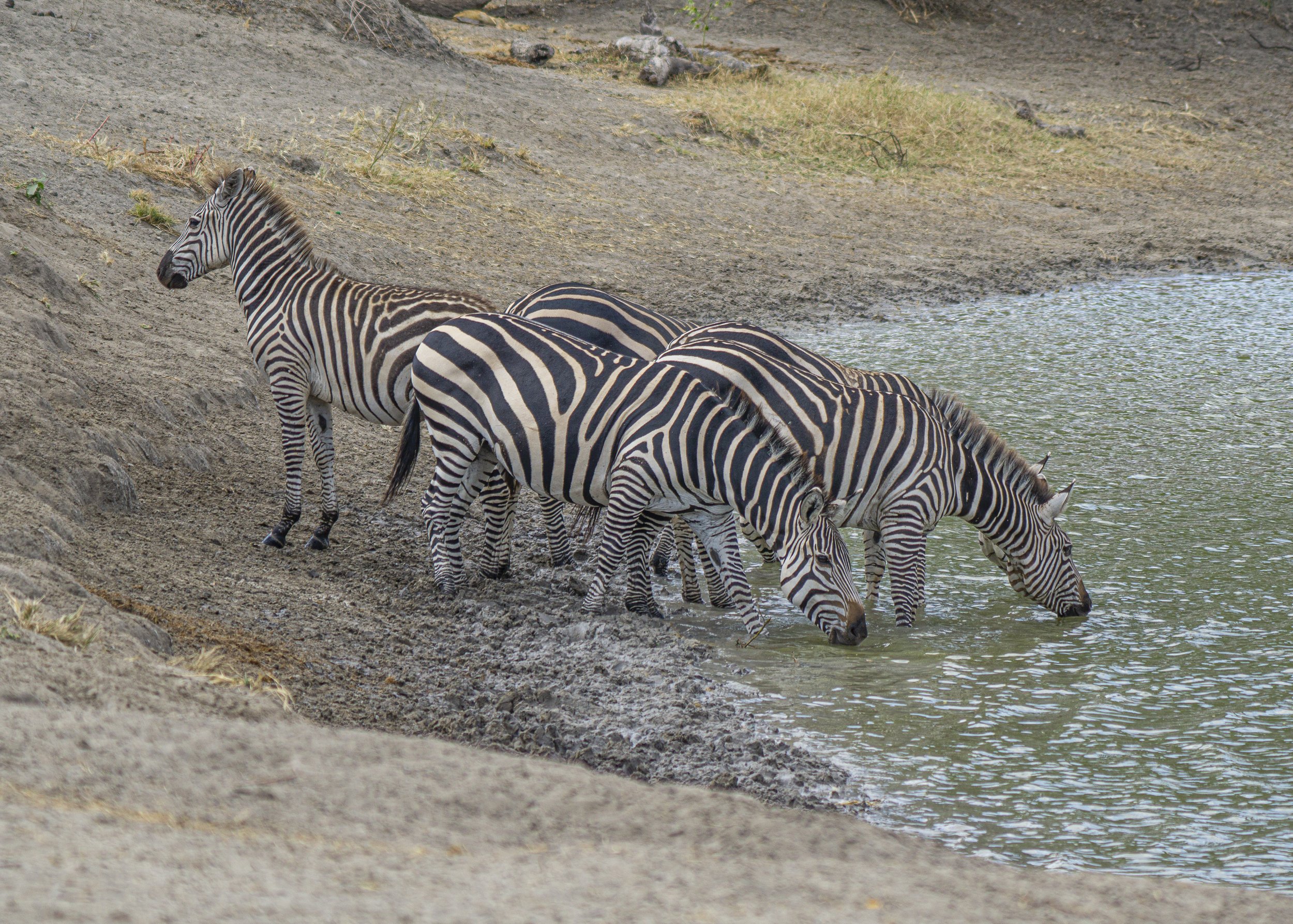 Zebra Watering Hole