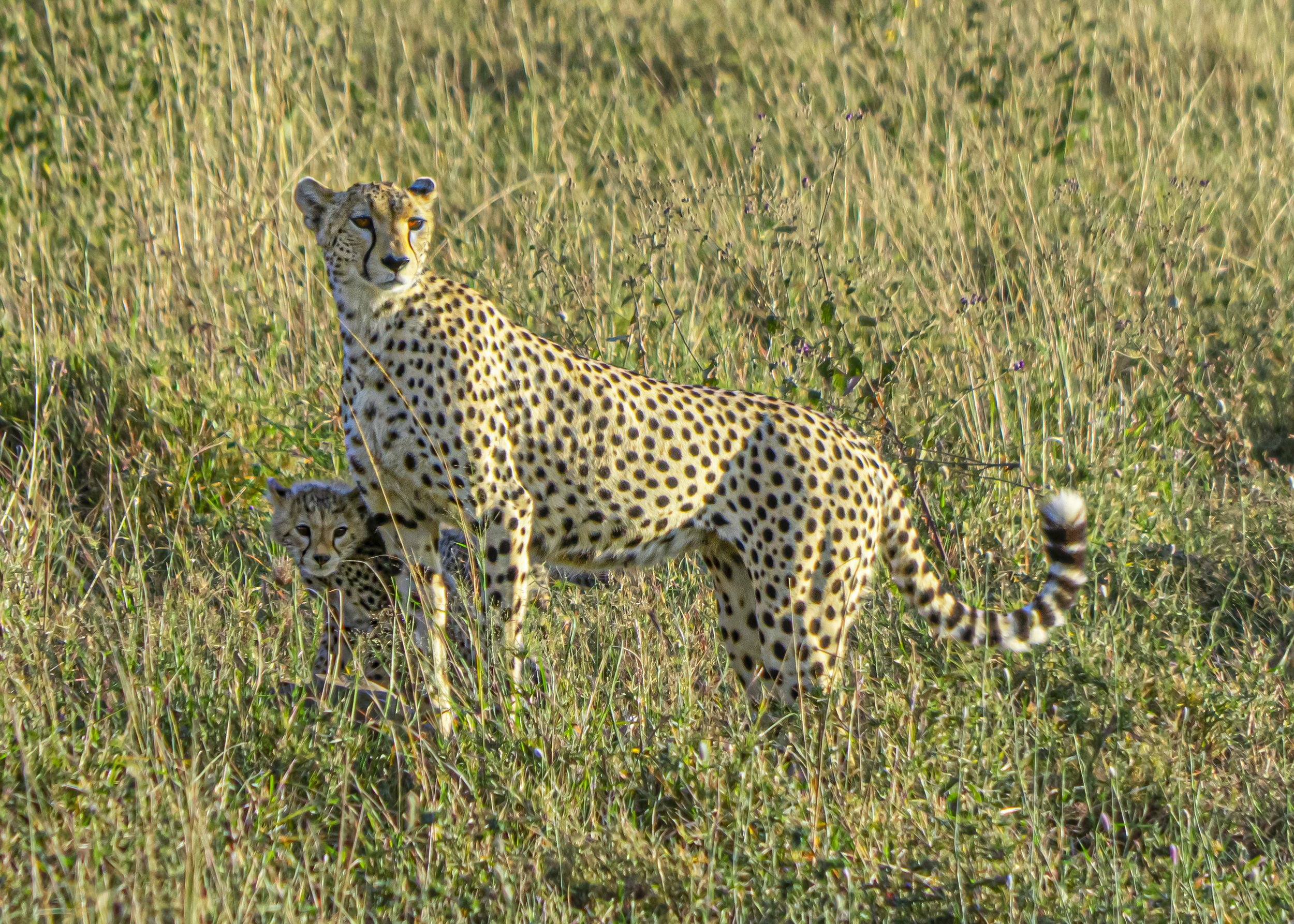 Watchful Cheetah and Cub