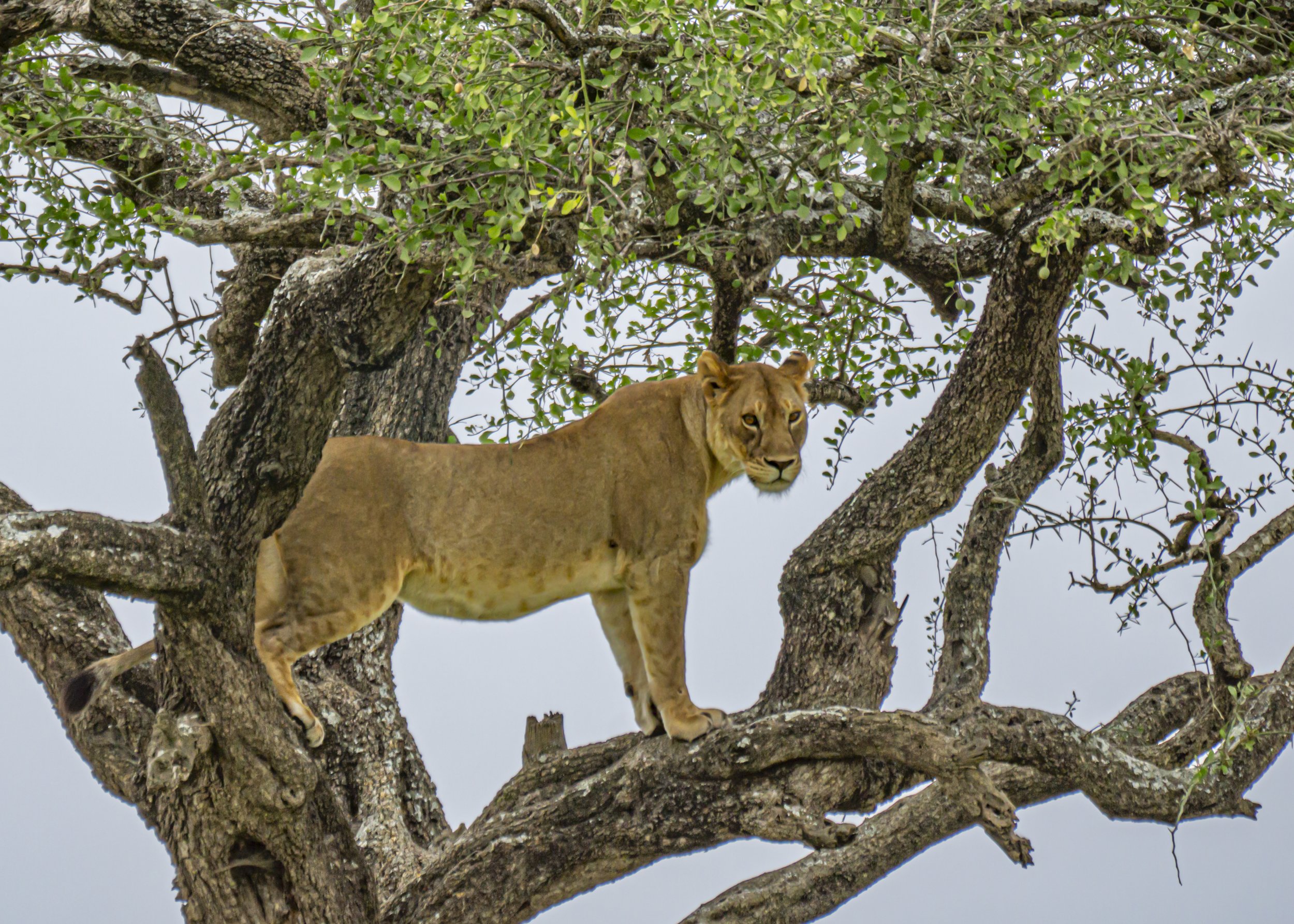 Lioness in Hunting from Tree