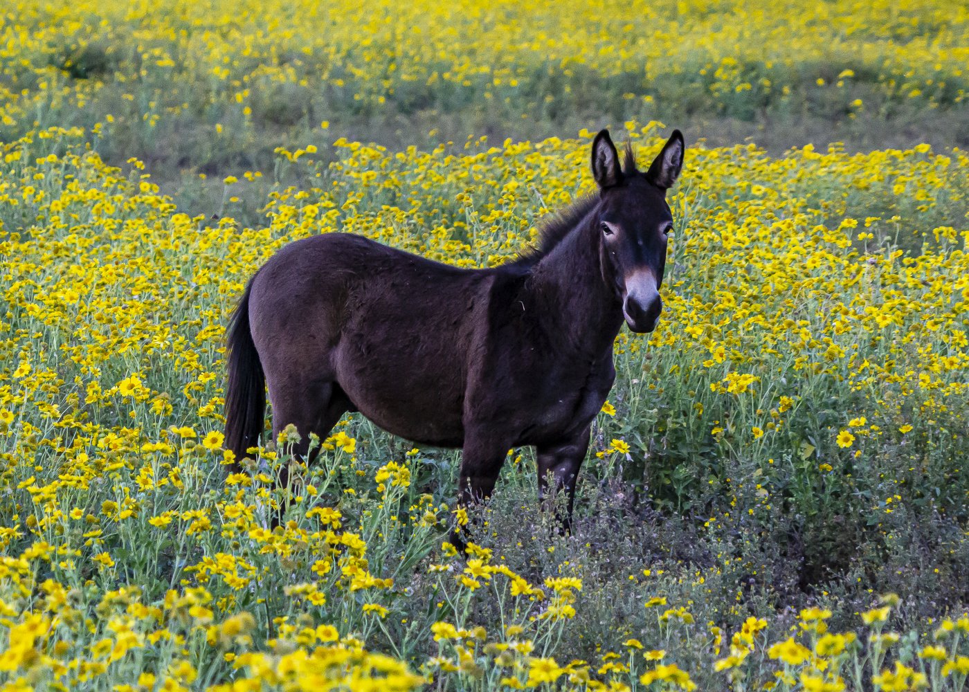 Donkey in Yellow Flowers